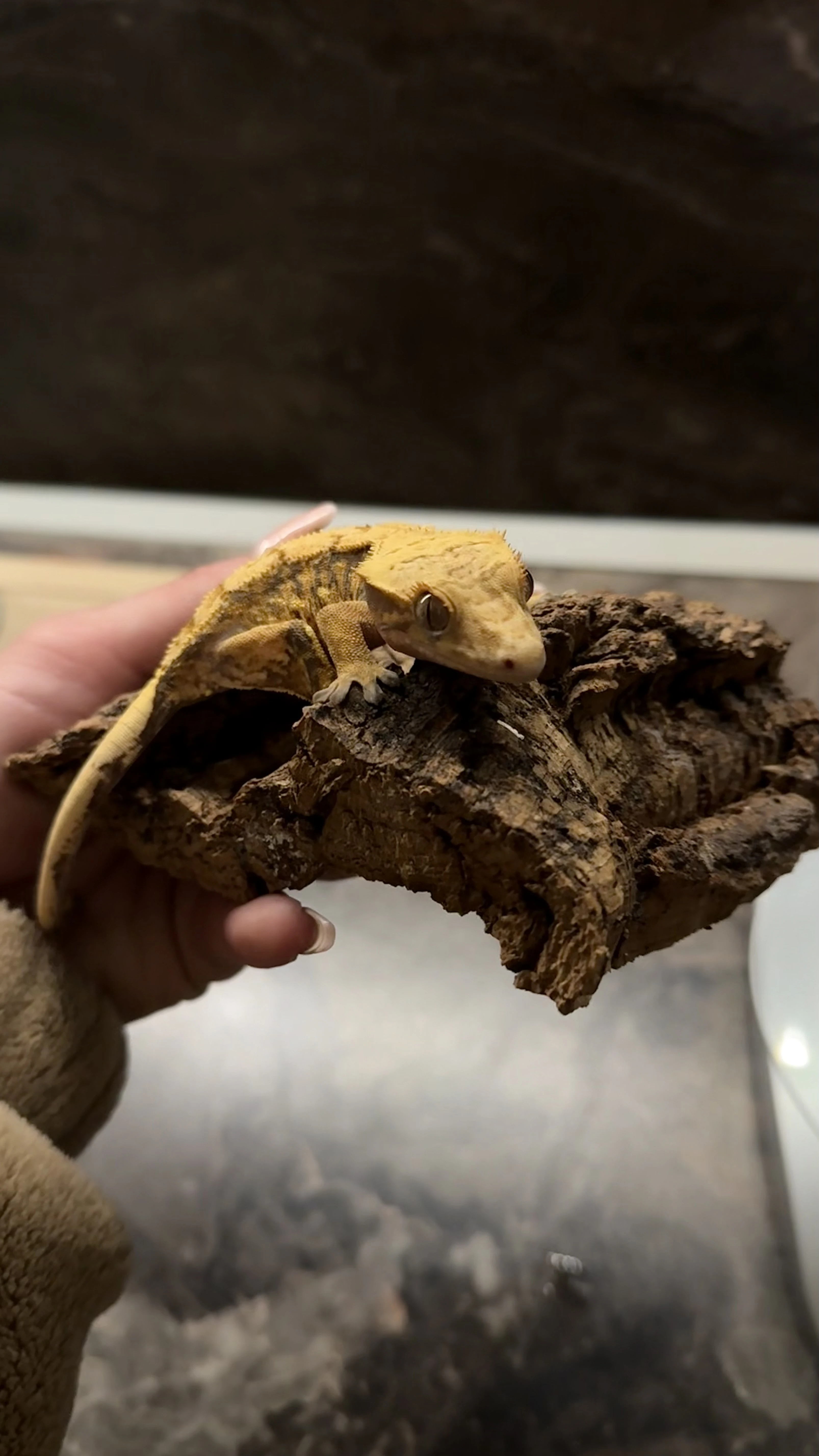 Pagekon řasnatý-samice