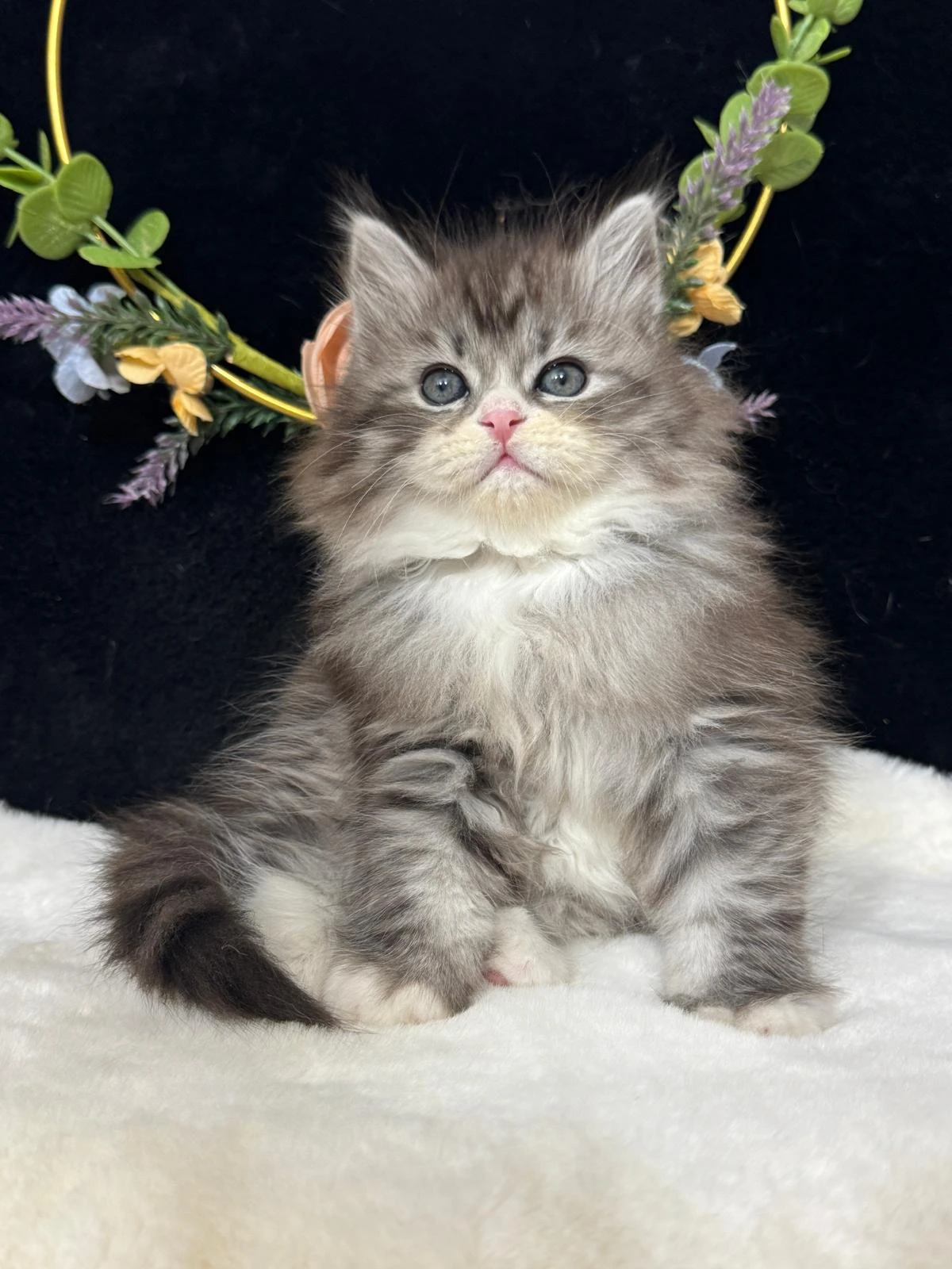 Sibiřská kočka s PP - kocourek Lennox