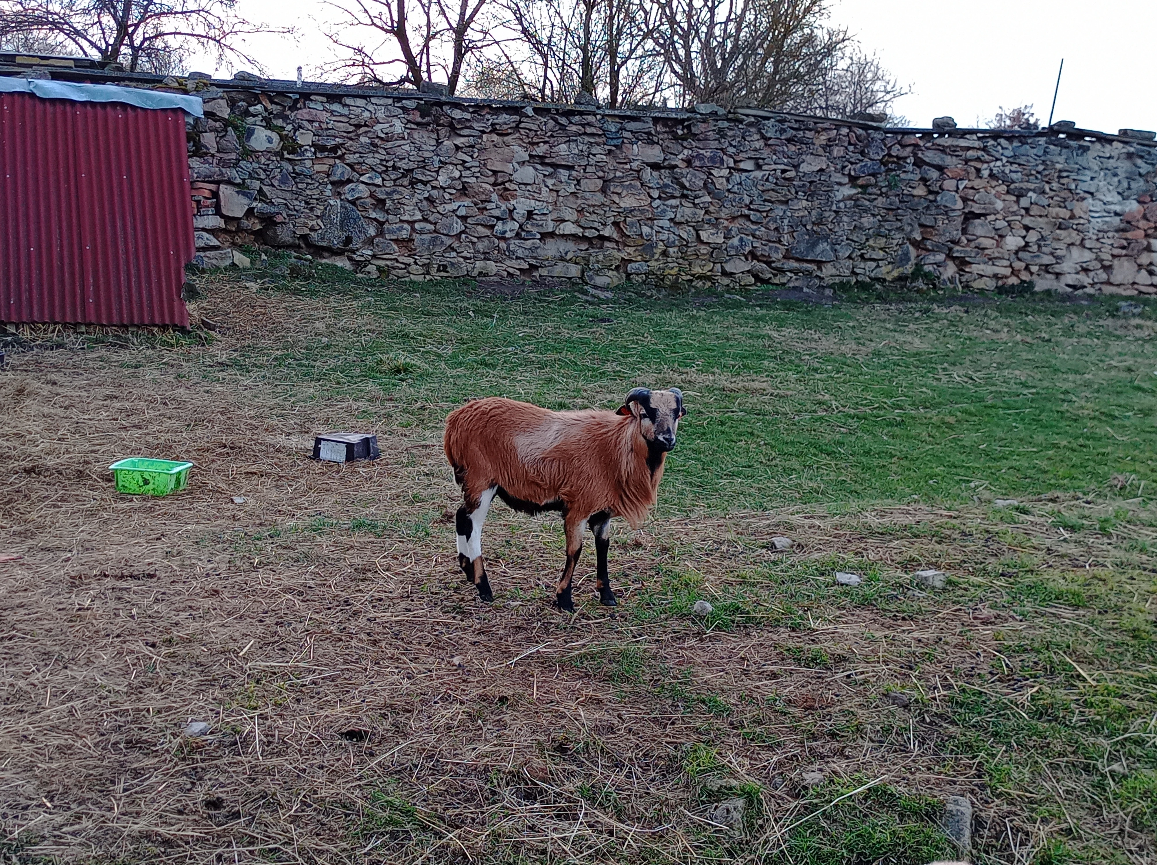 Čistokrevného beránka  ovce kamerunské