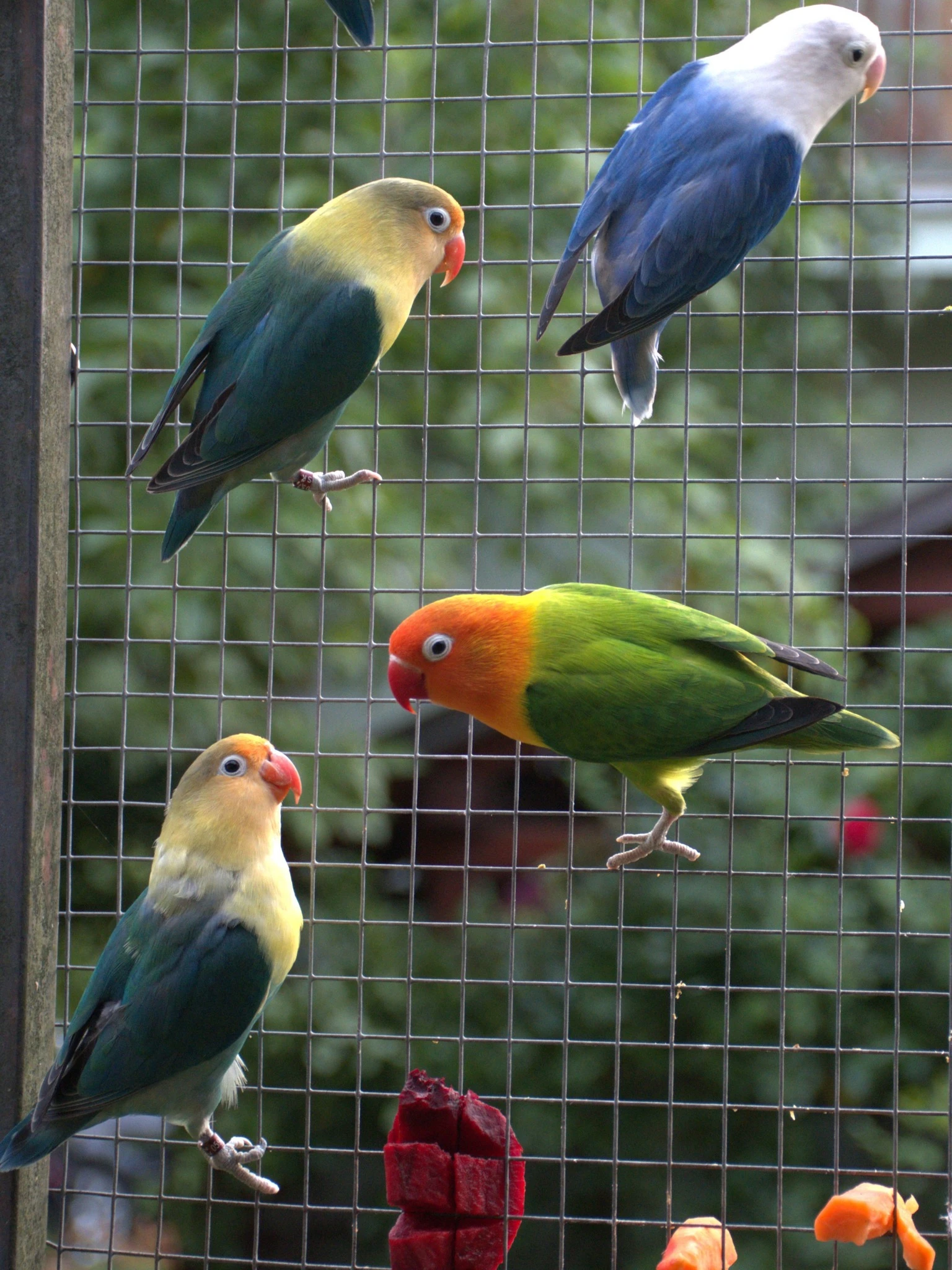 Agapornis fischeri 2025