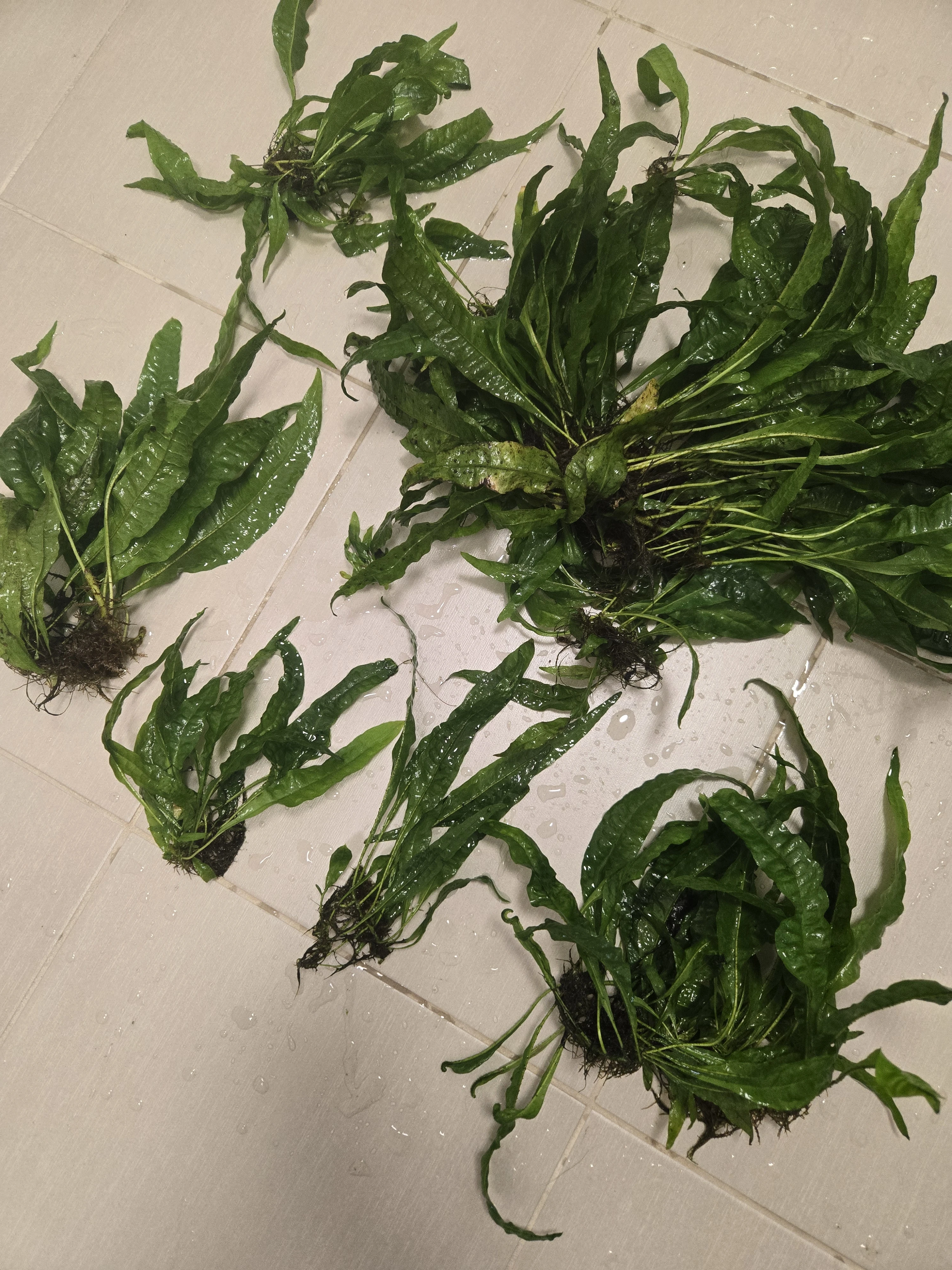 Microsorium pteropus