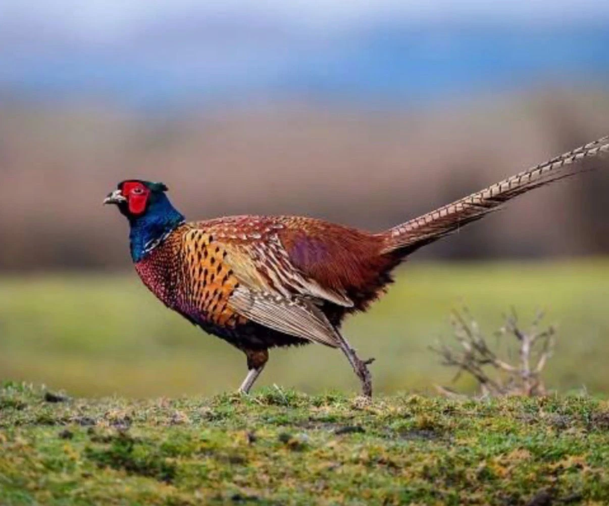 Násadová vajíčka bažanta obecného