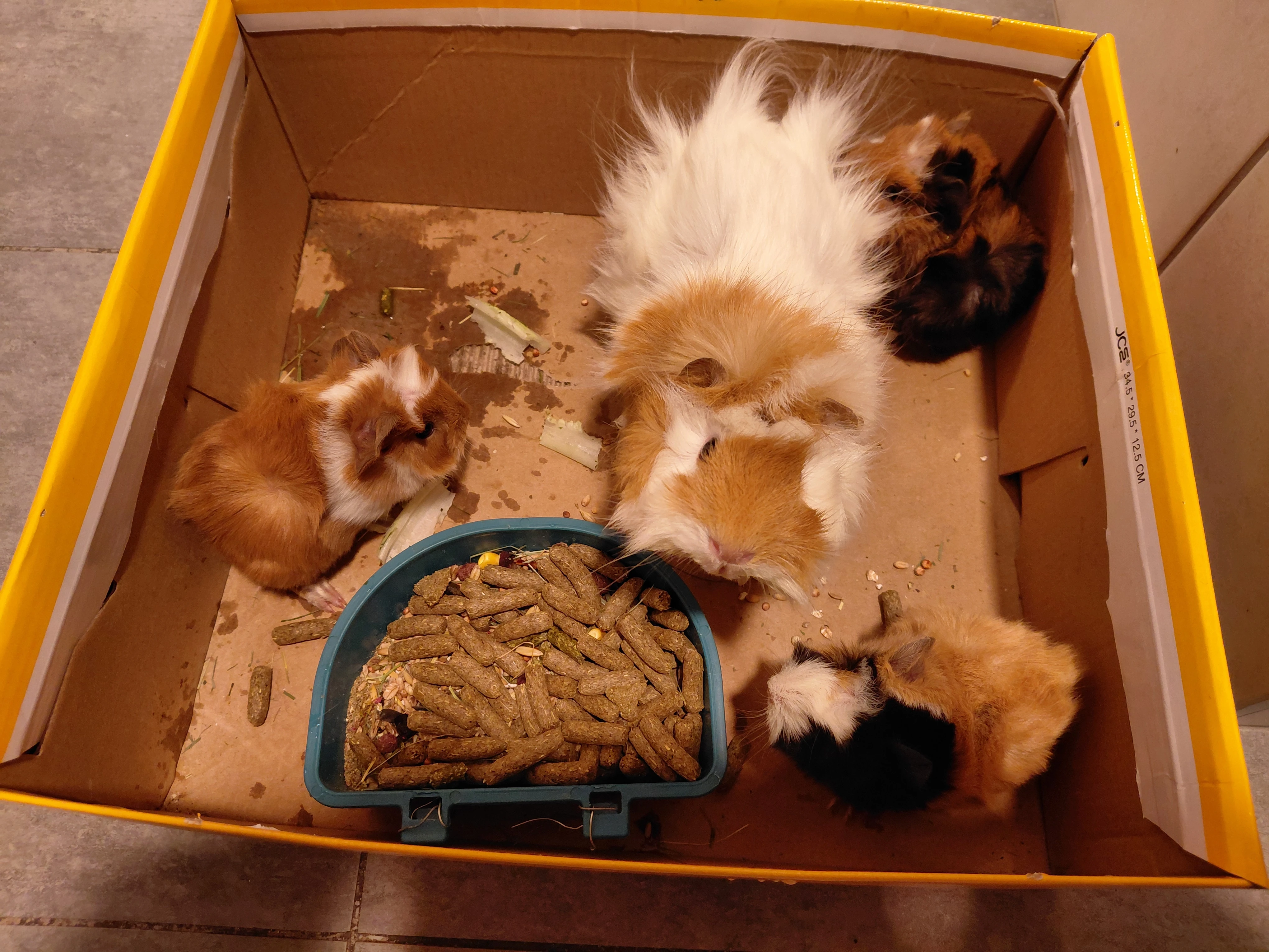 Prodám morčata rozeta bez pp bílo strakatá