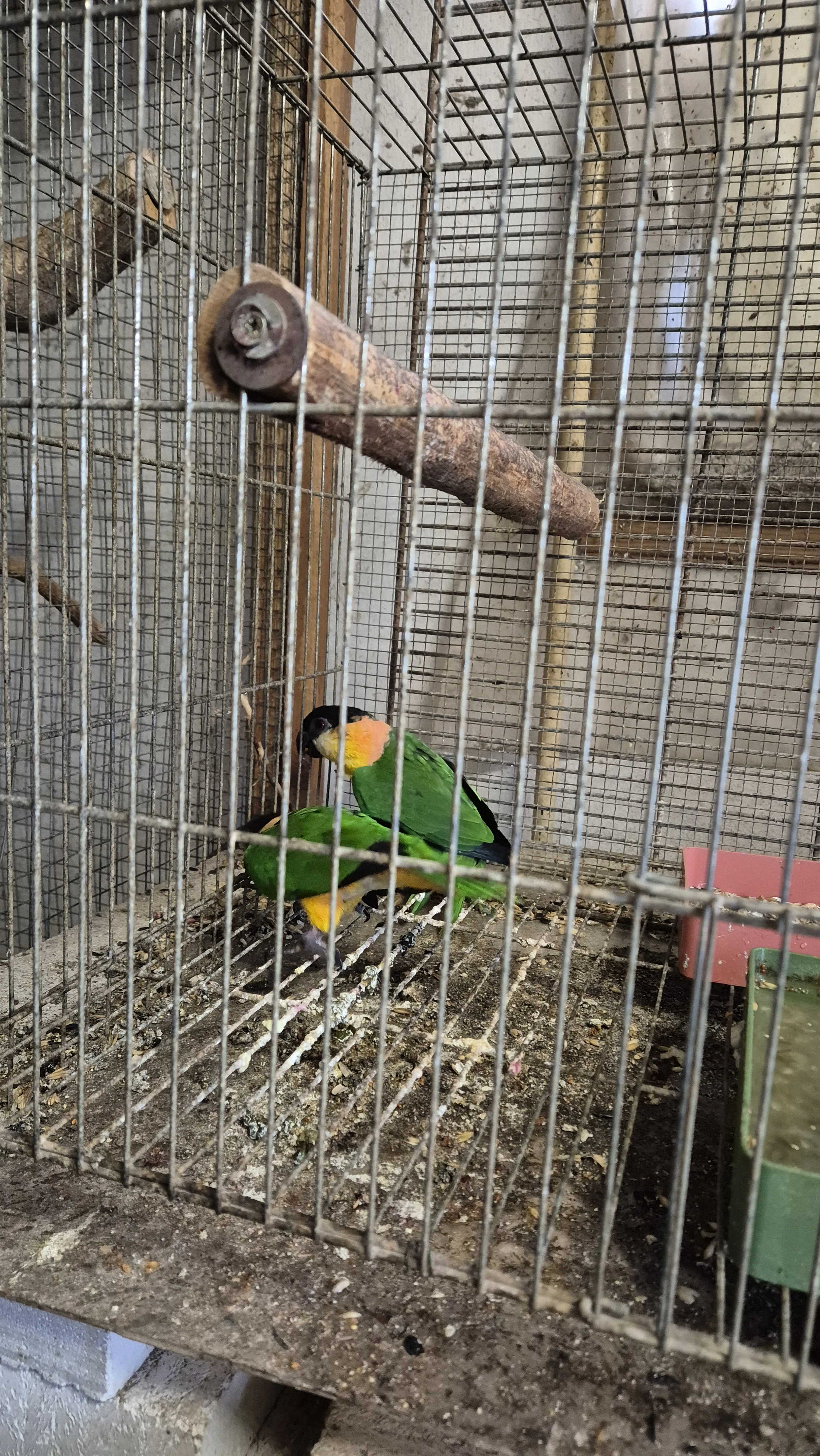 Amzonek černotemenný