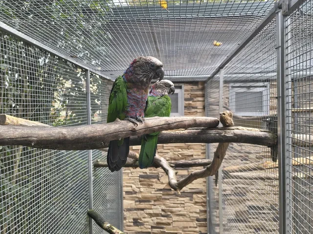 Amazoňan Vejárový  1:1   2017.