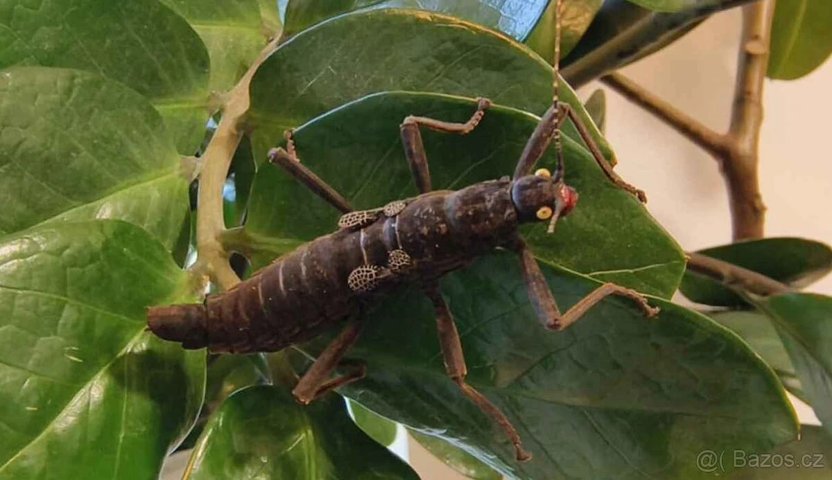 Strašilka ďábelská (Peruphasma schultei)