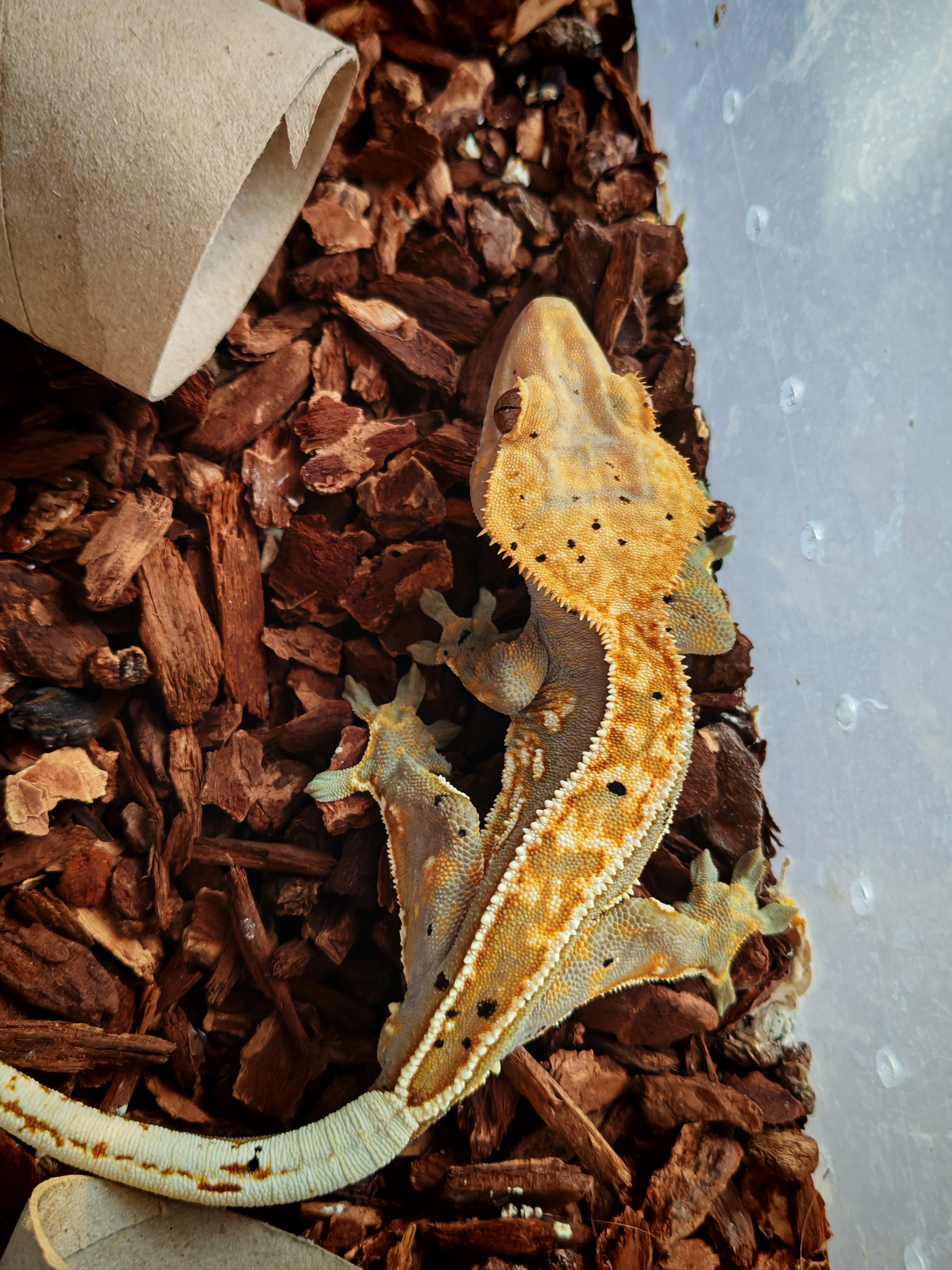 Daruji ročního samce pagekona řasnatého