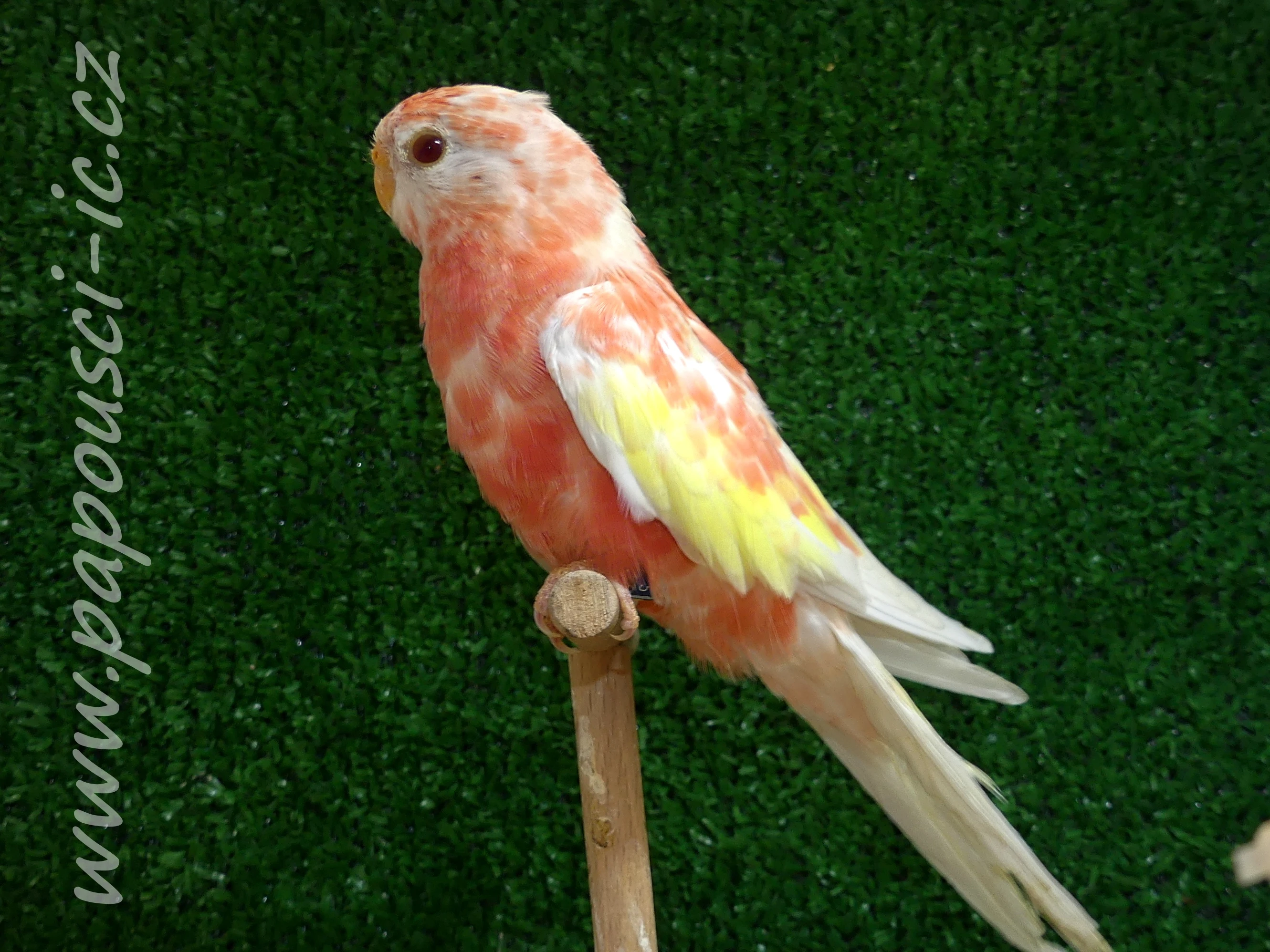 Neoféma Bourek - rubino