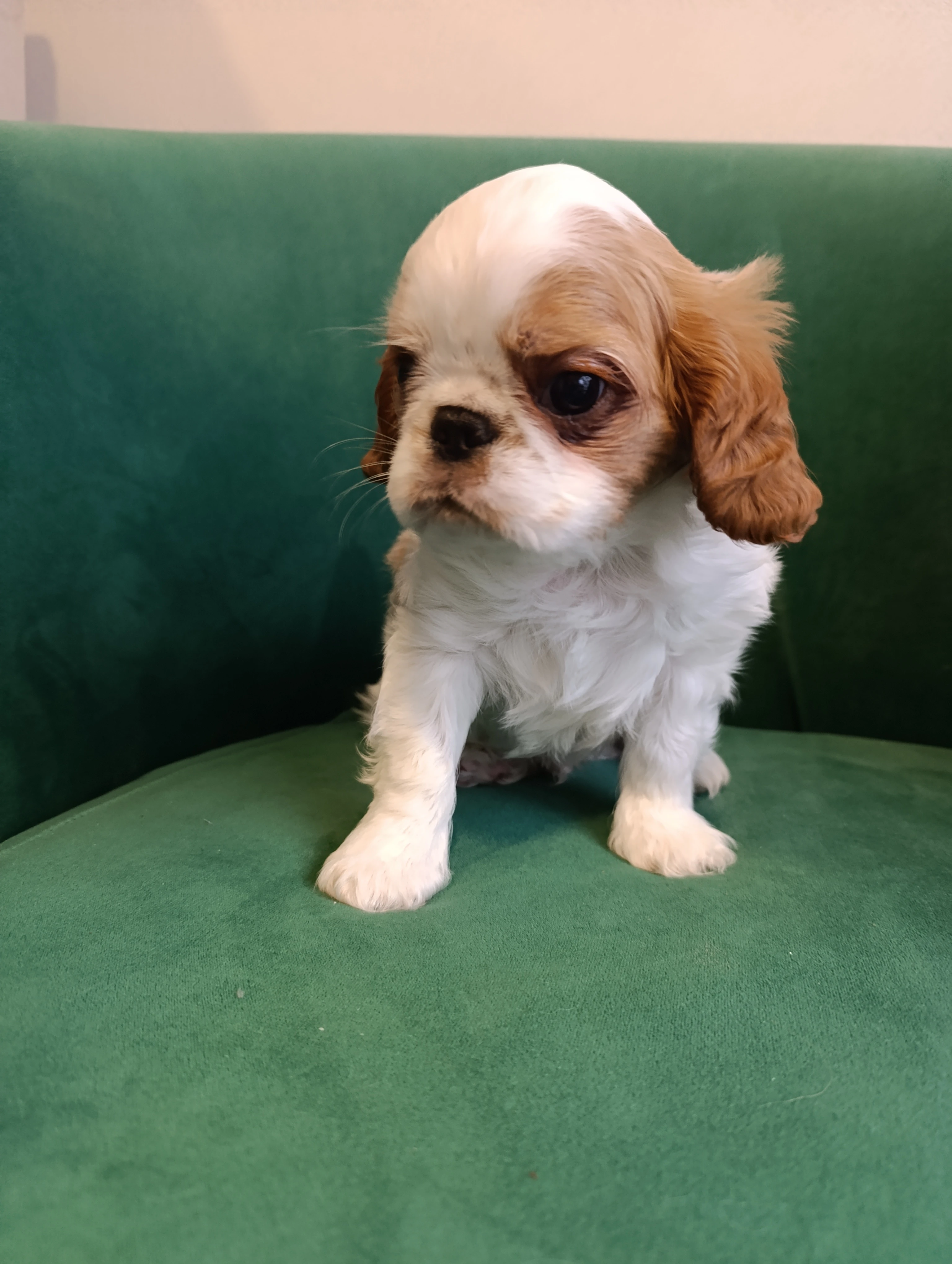 King Charles španěl (spaniel) - štěňě - 1 pejsek