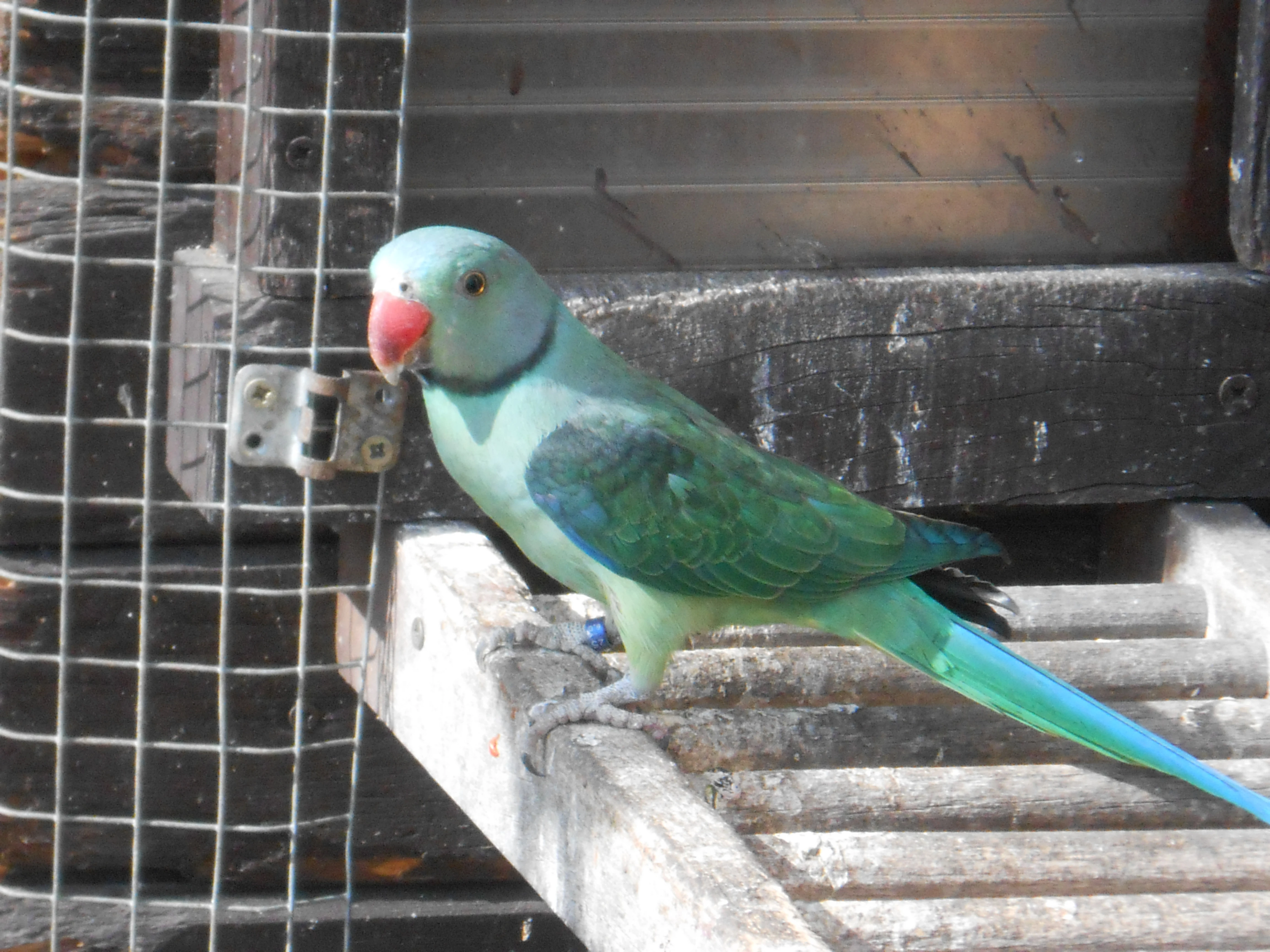 Alexandr šedý columboides