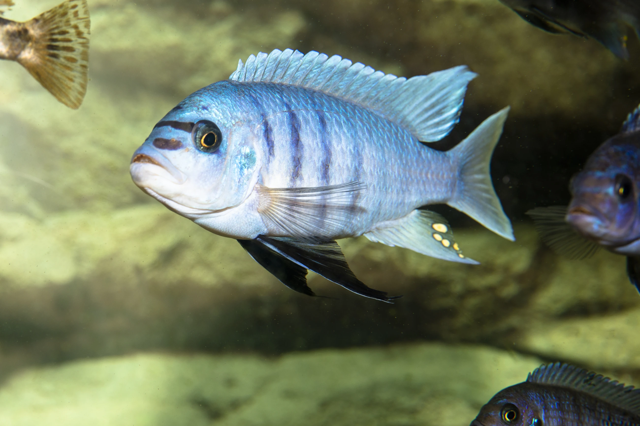 Metriaclima fainzilberi 'Maison Reef"