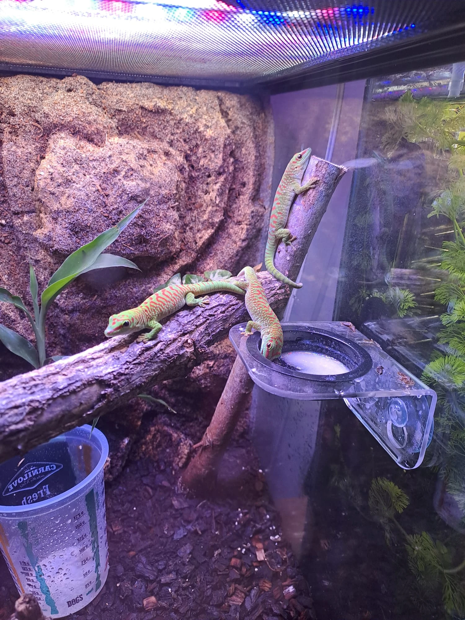 Prodám Samice  Felsuma Madagaskarská (Grandis)