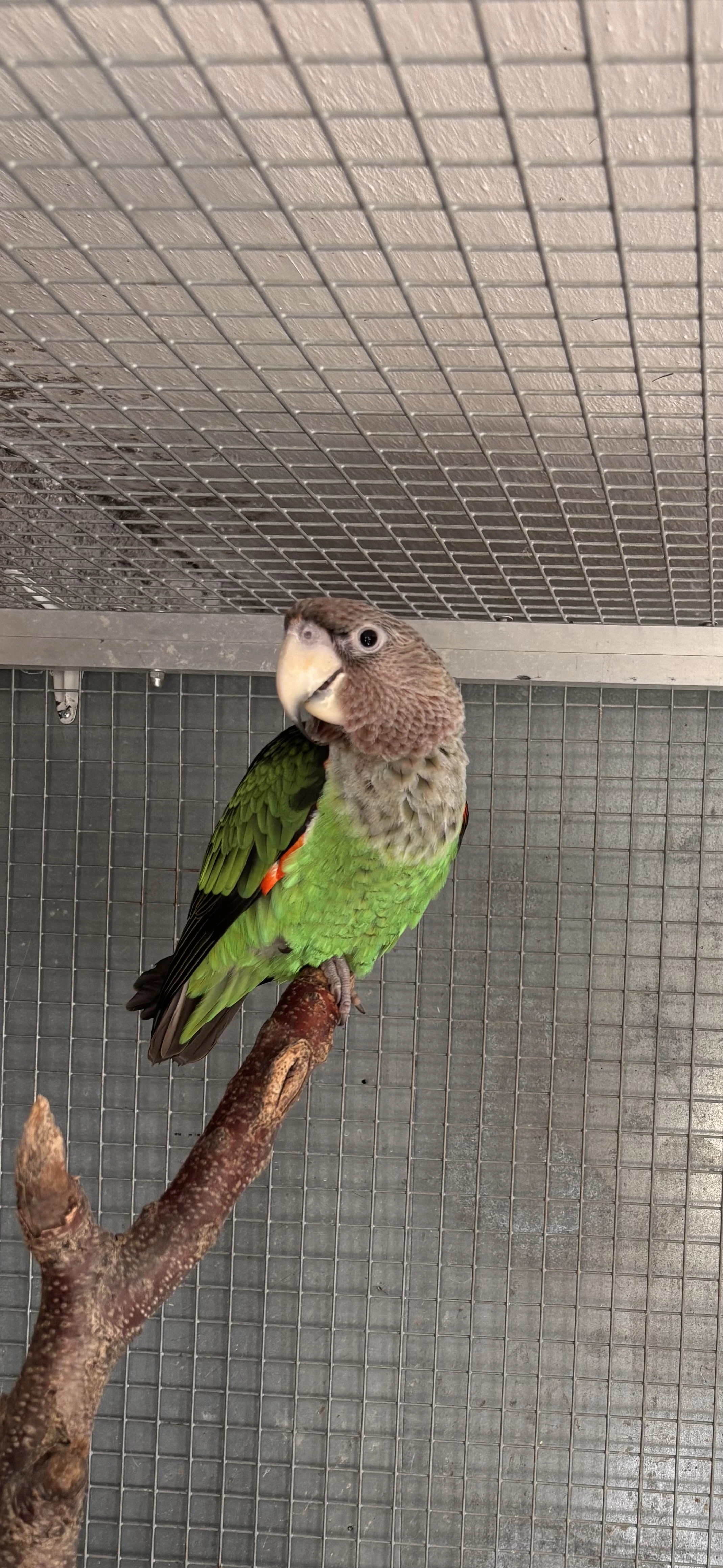 Papoušek  kapský fuscikolis