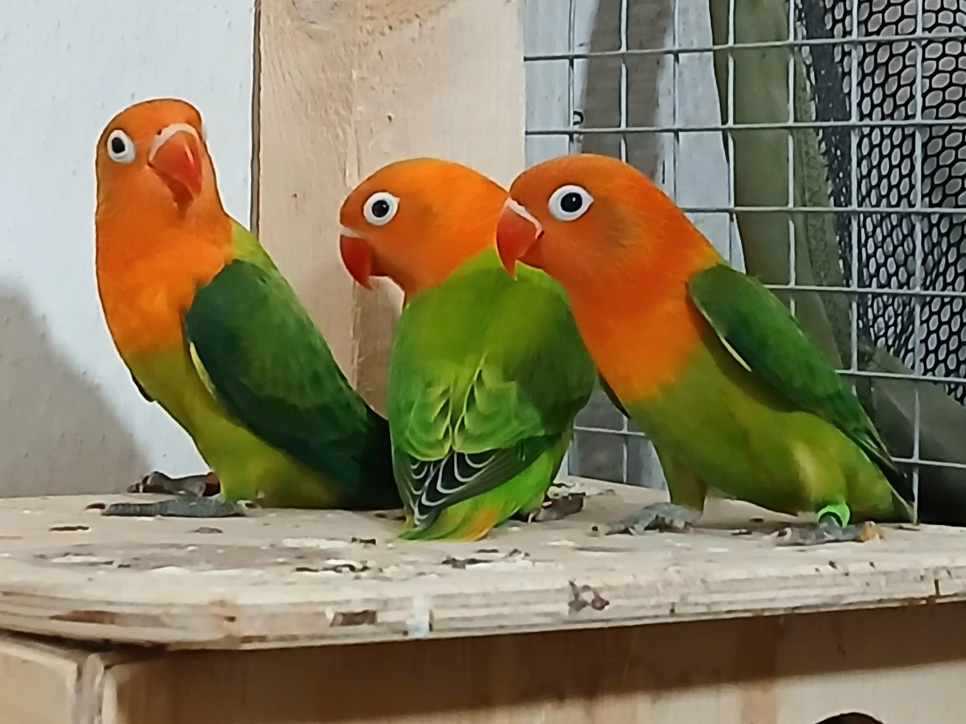 Agapornis,  Kakariki