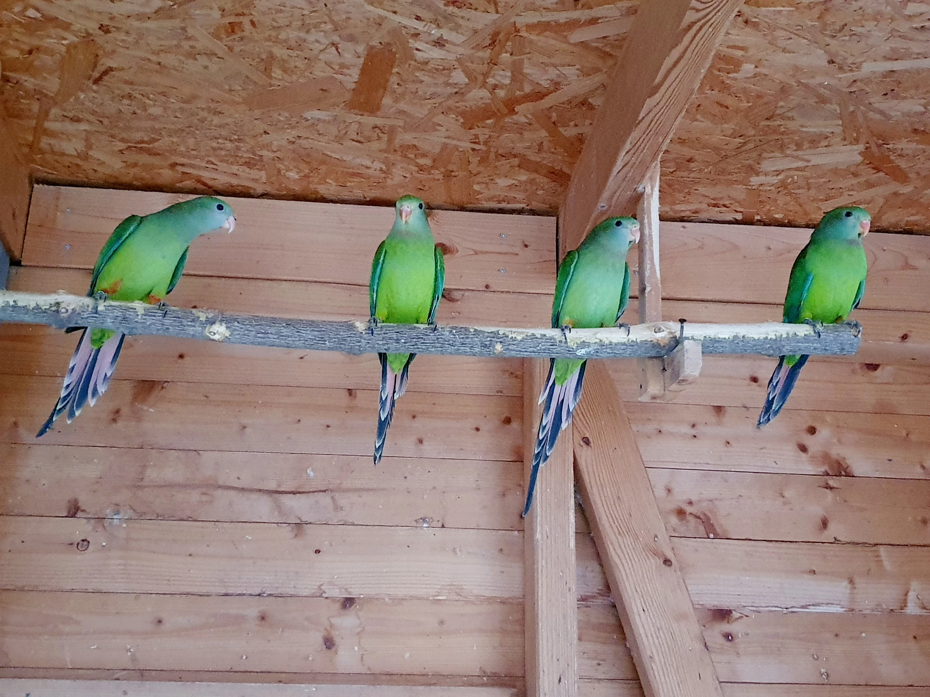 Papoušek nádherný