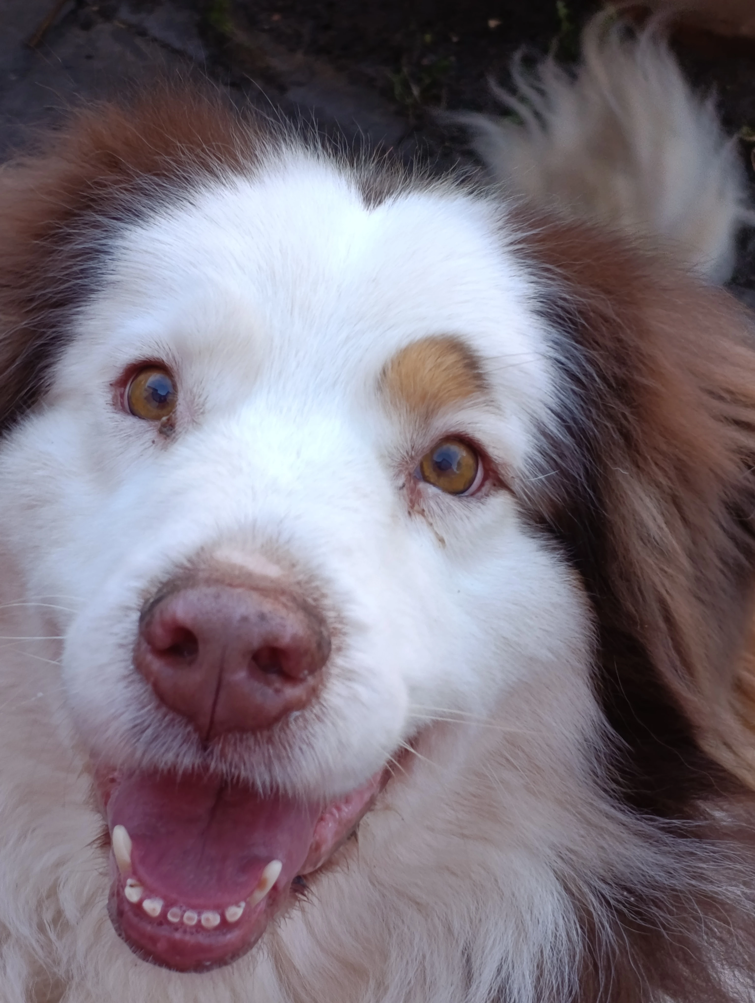 Darujeme 6letého AUO, který je u nás v dočasné péči