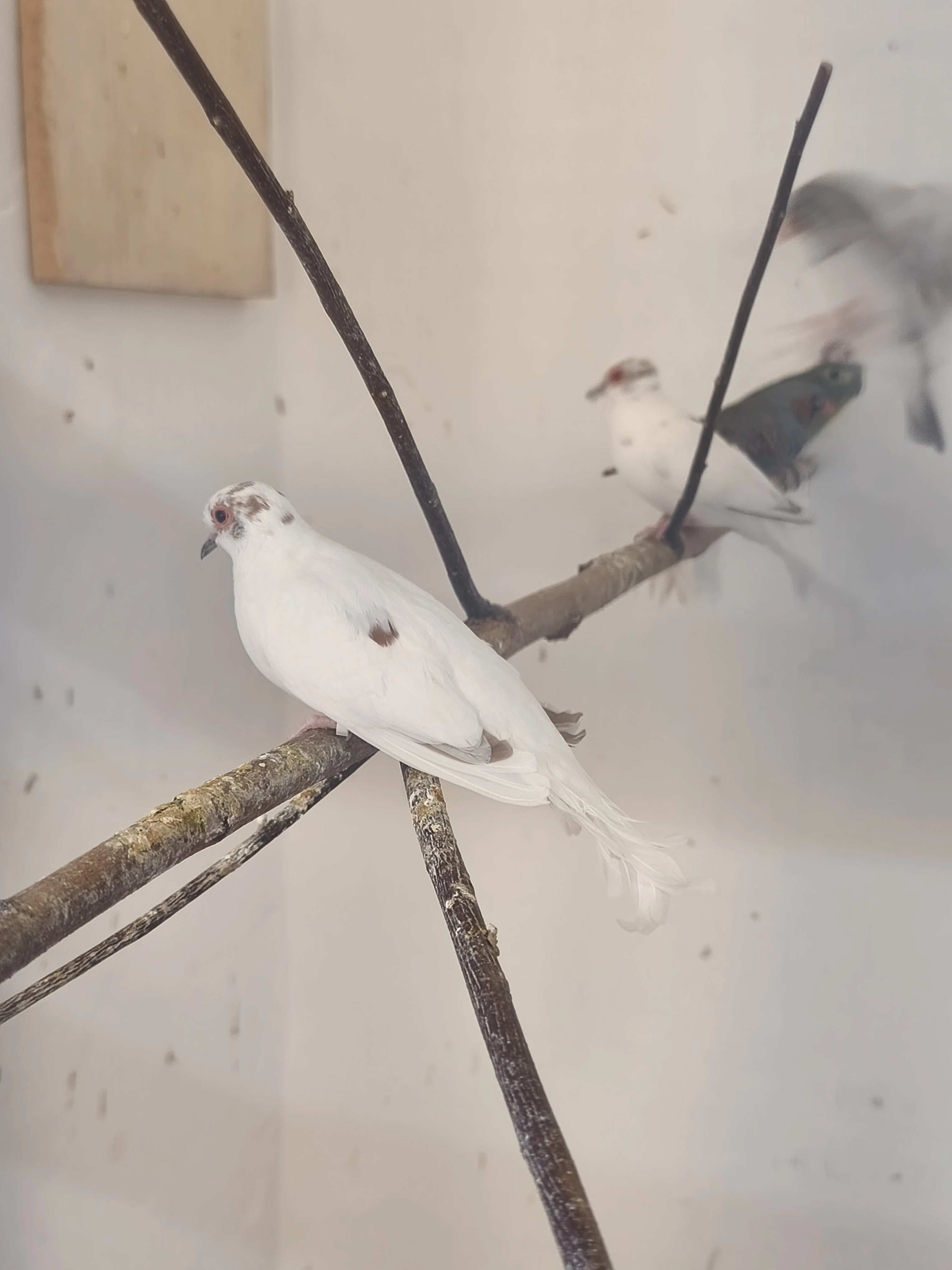 Holoubek diamantový