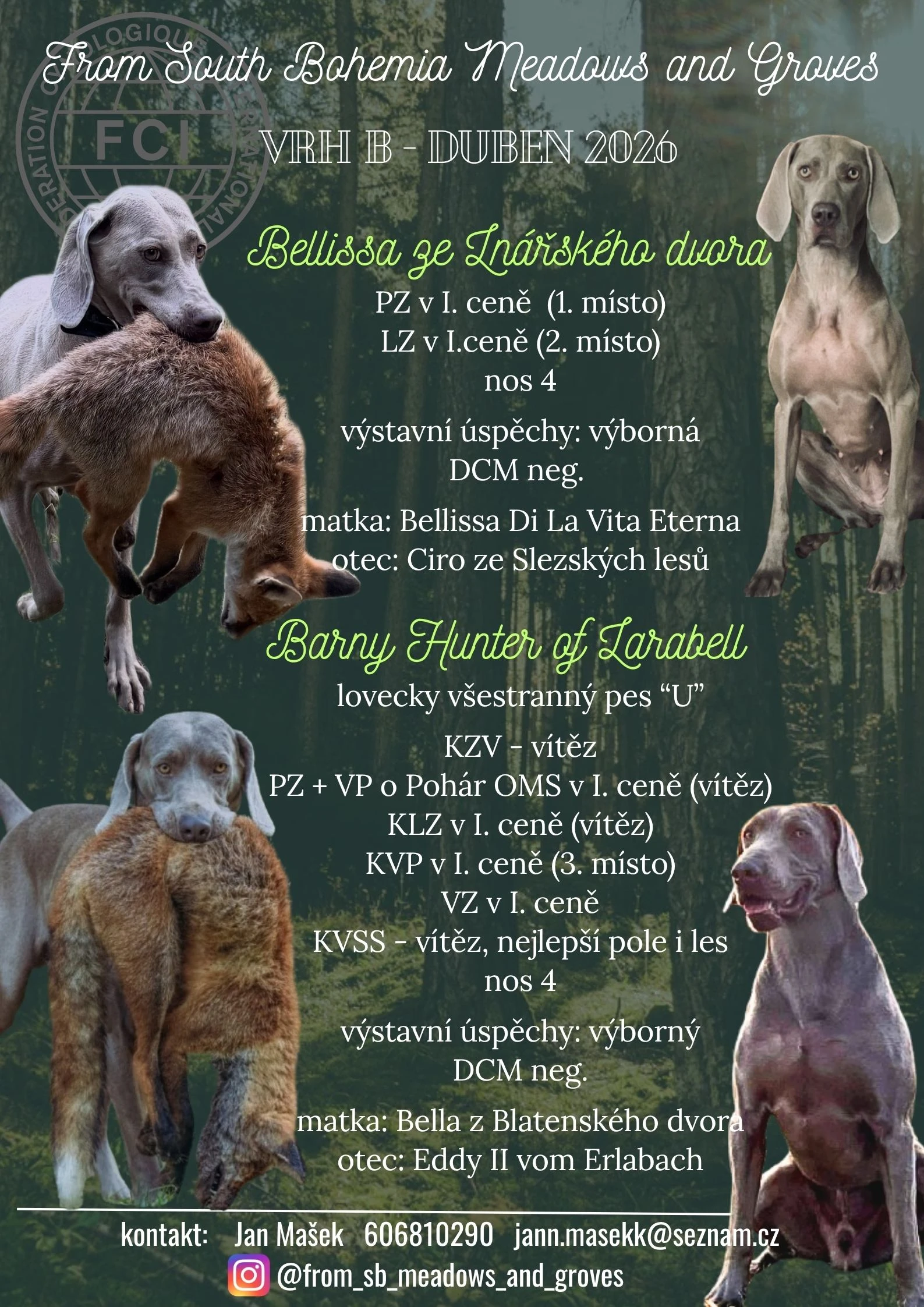 Štěňata Výmarský ohař