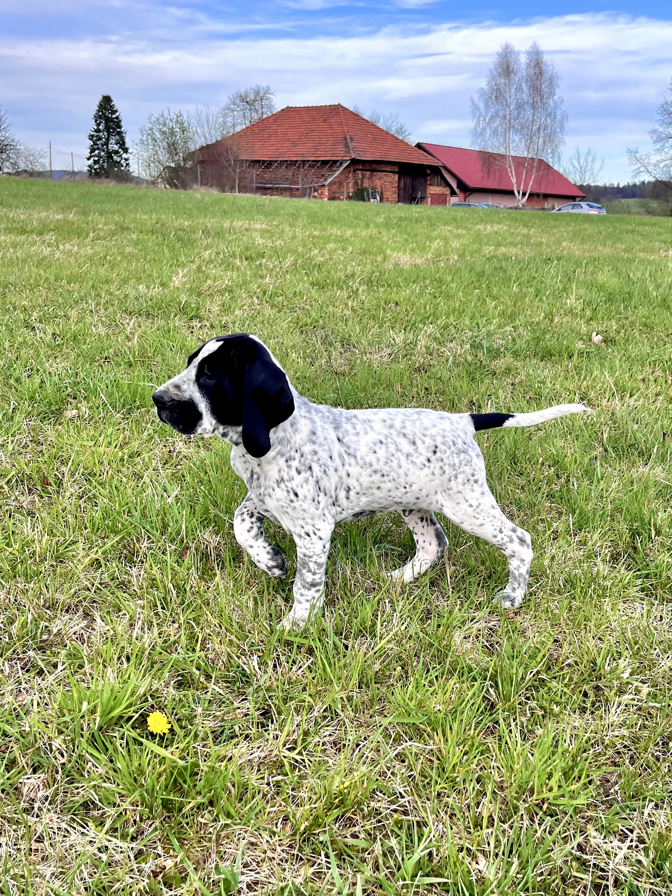 Auvergneský ohař - štěňata