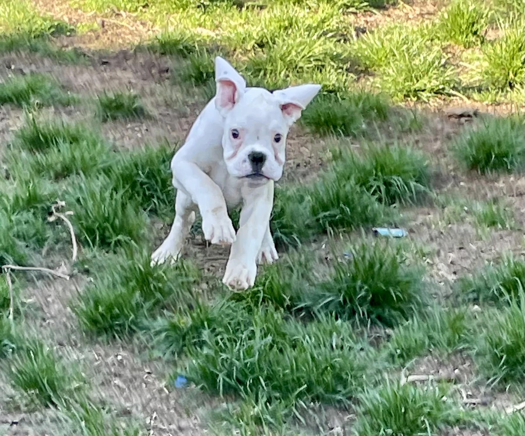 Boxer s PP, chov. stanice