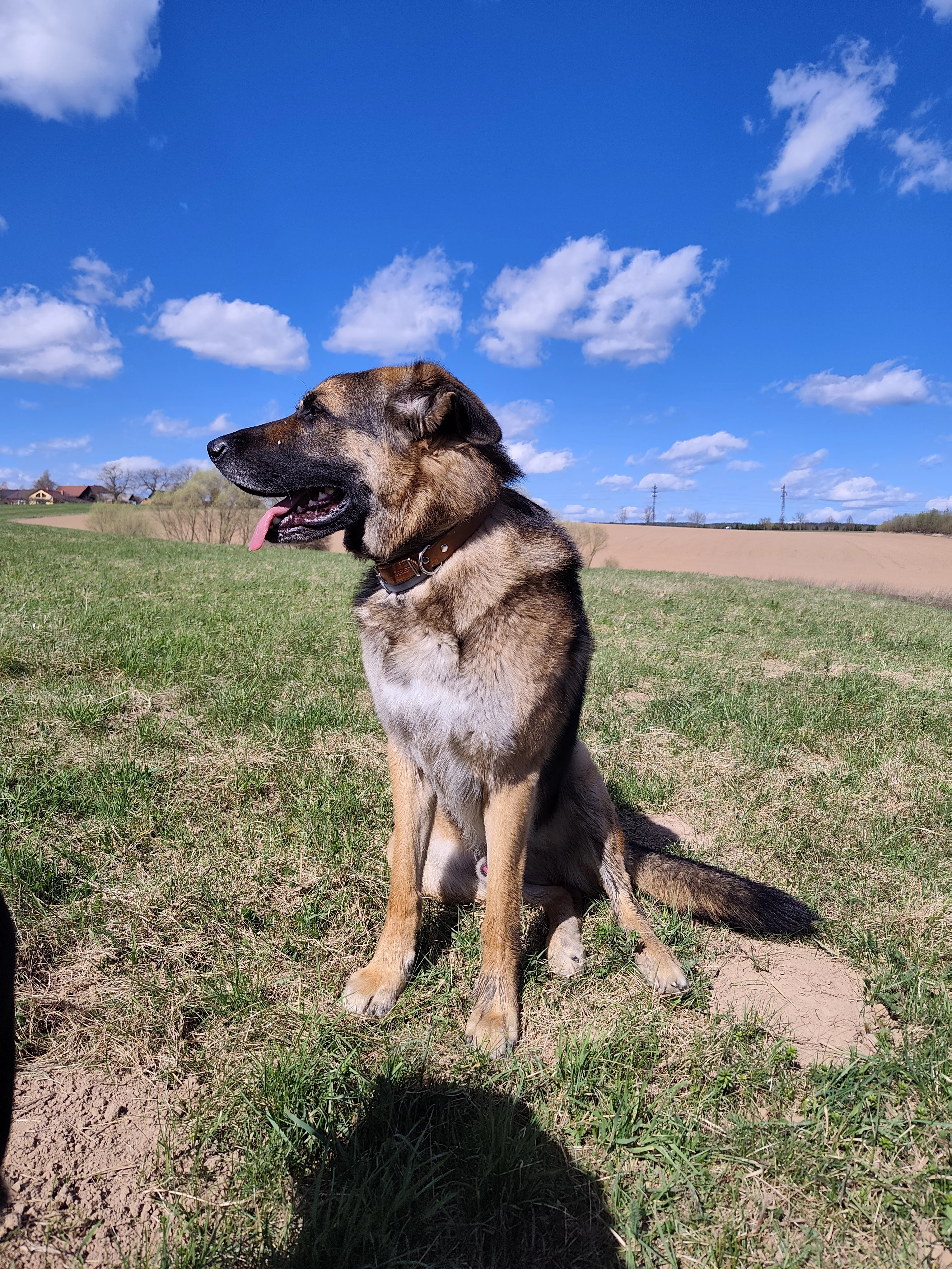 Německý ovčák Bert, 4 roky