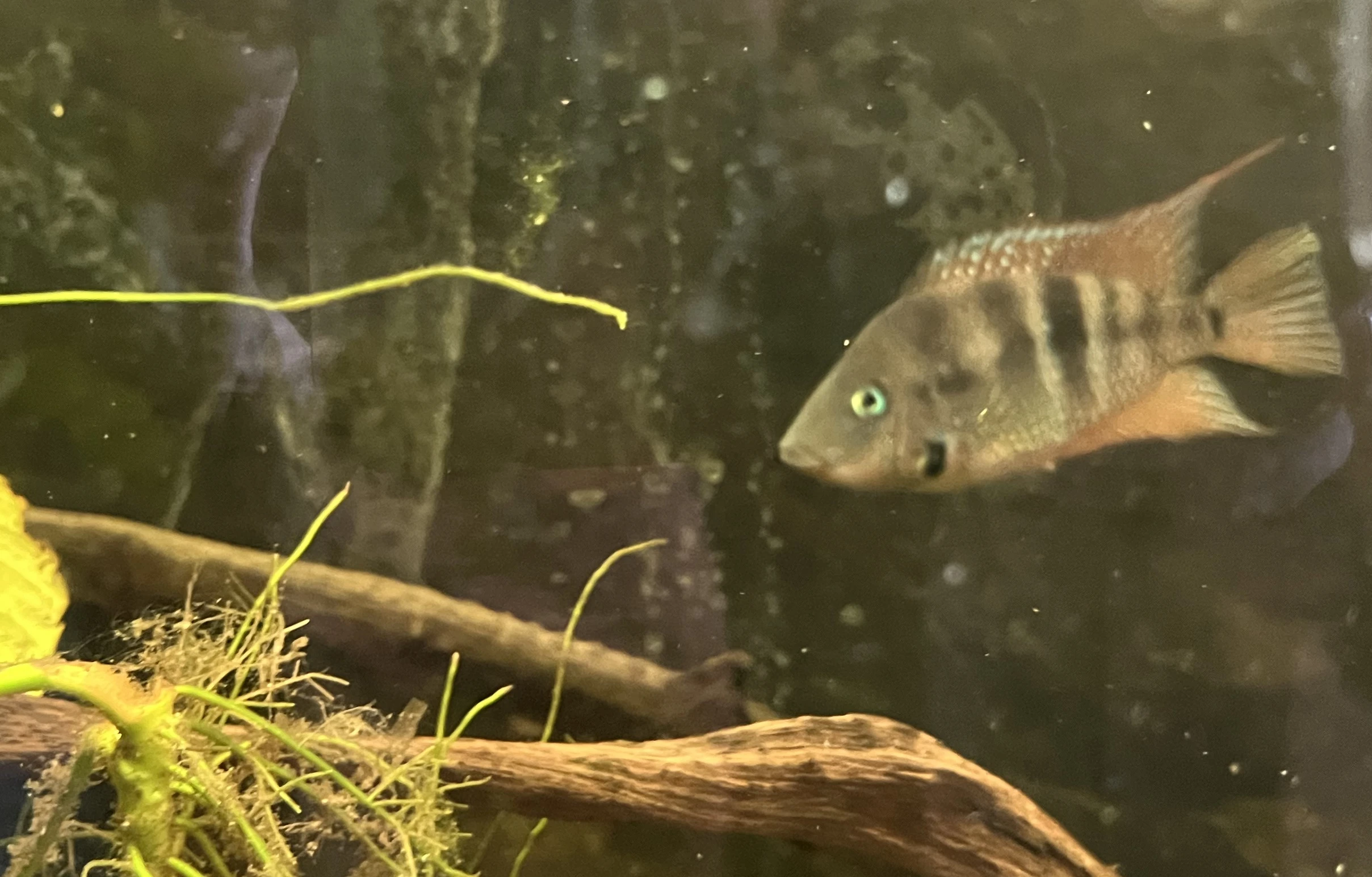 Daruji chovateli dvě samice Kančíka červenohrdlého