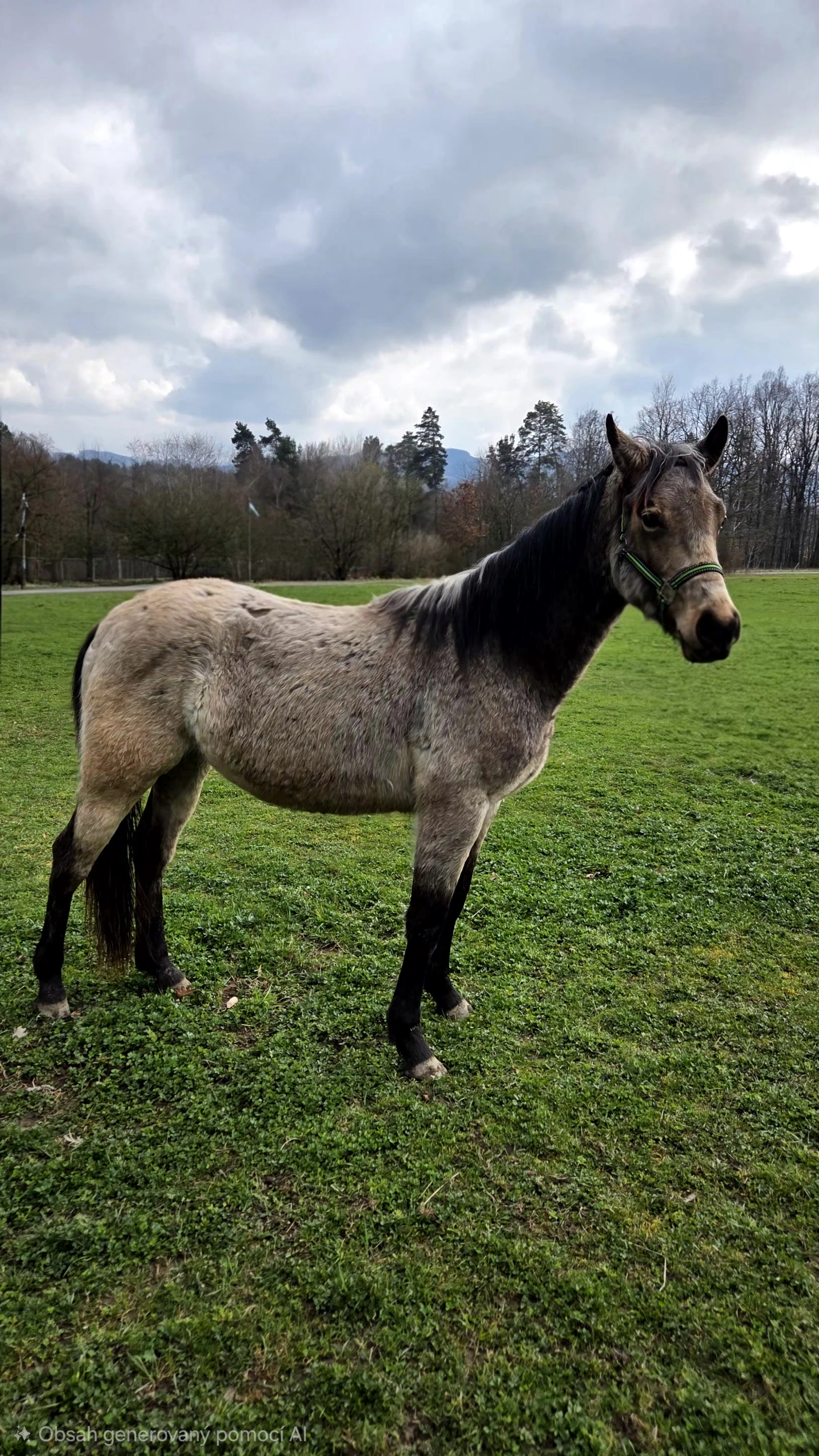 2 letý hřebec X QH