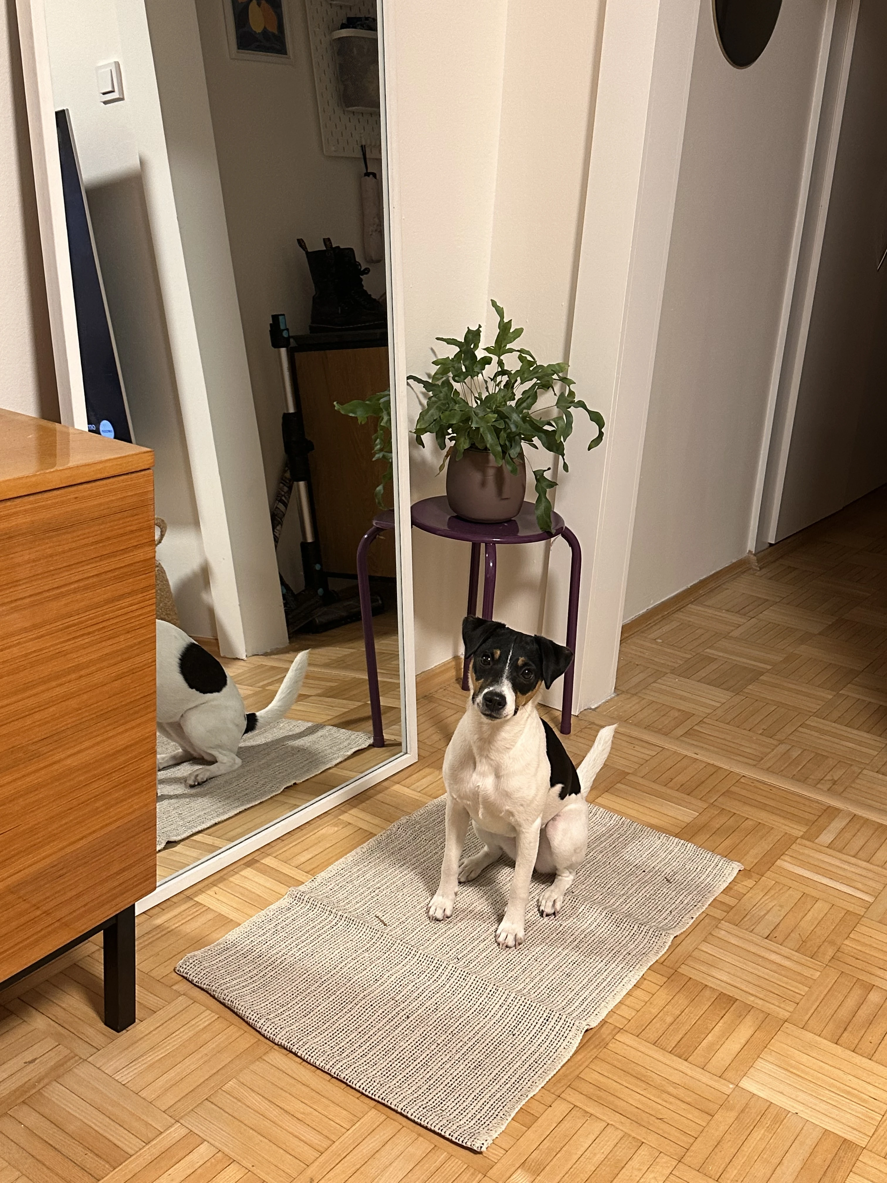 Hledám nový domov pro fentu PRT s PP