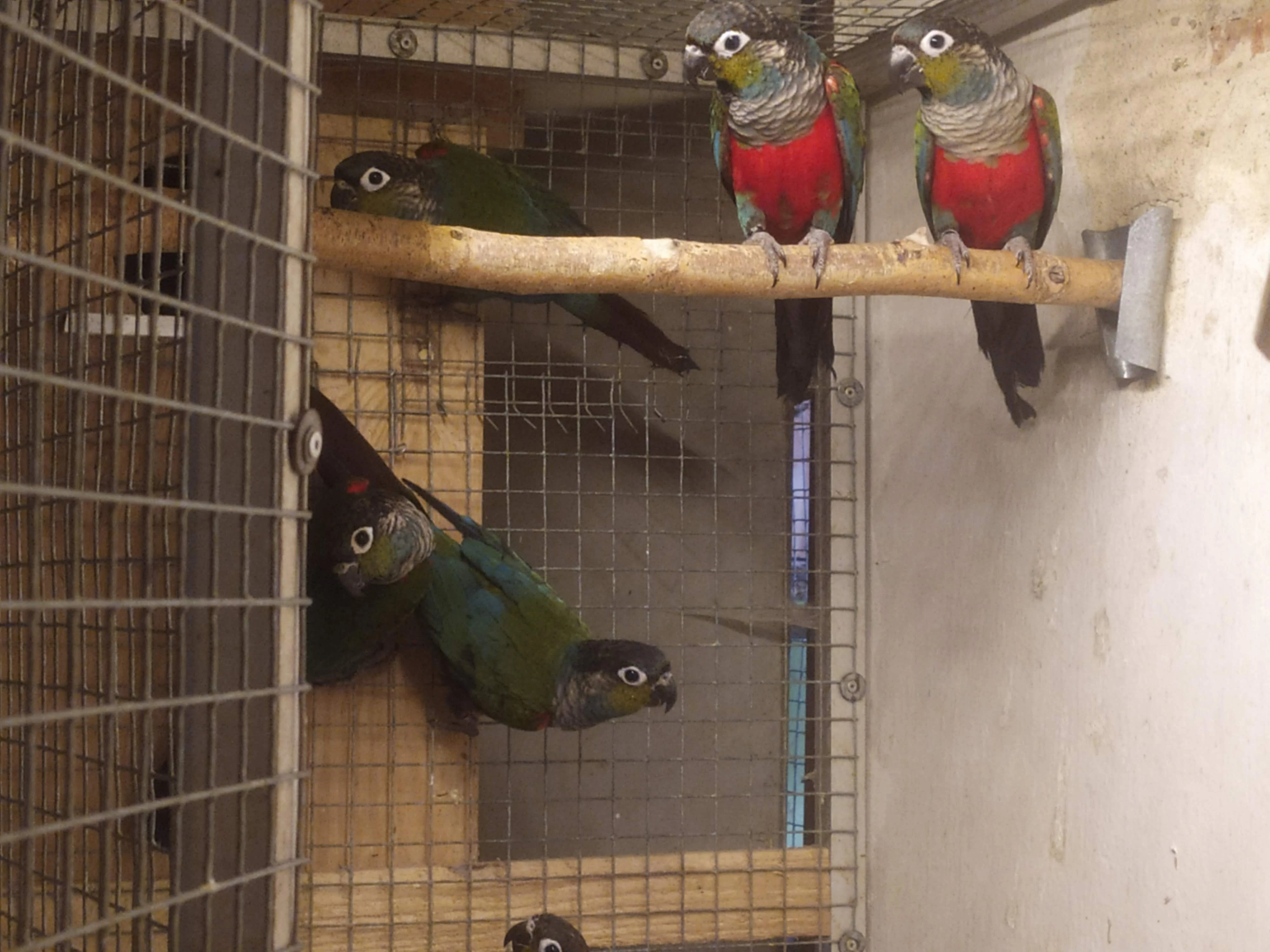 Pyrura červenobřichý