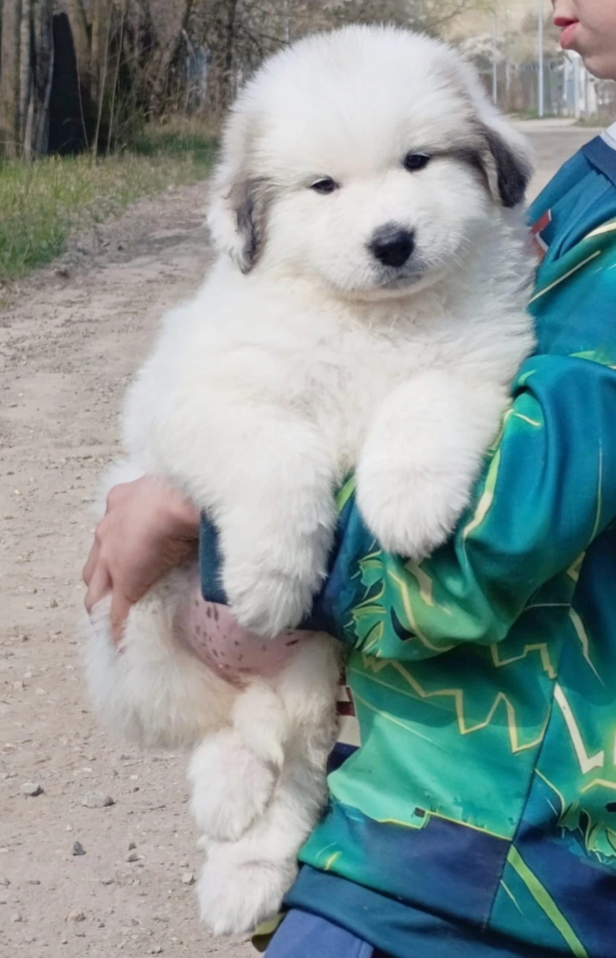 Pyrenejský horský pes chlupáči