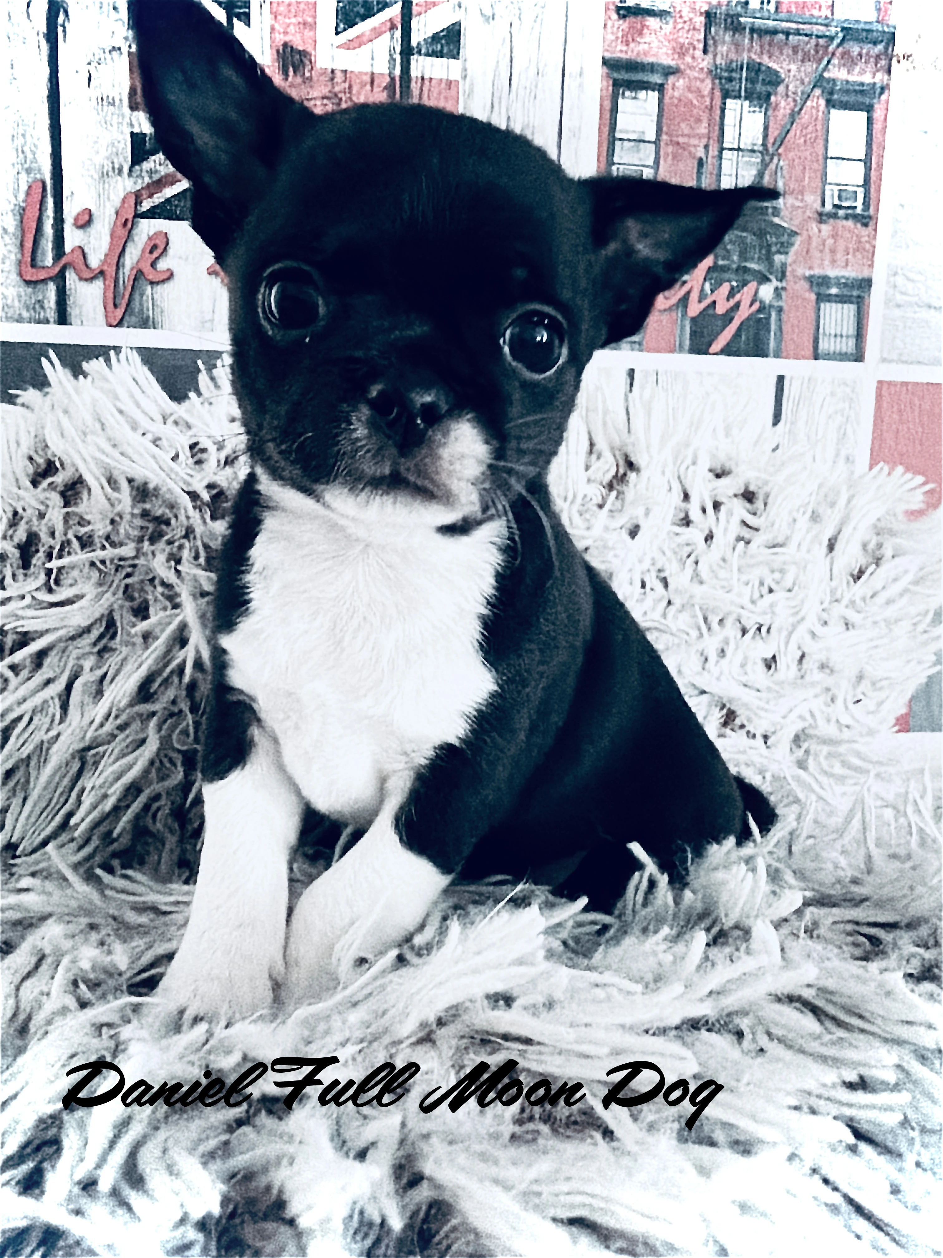 Čivava s PP k rezervaci