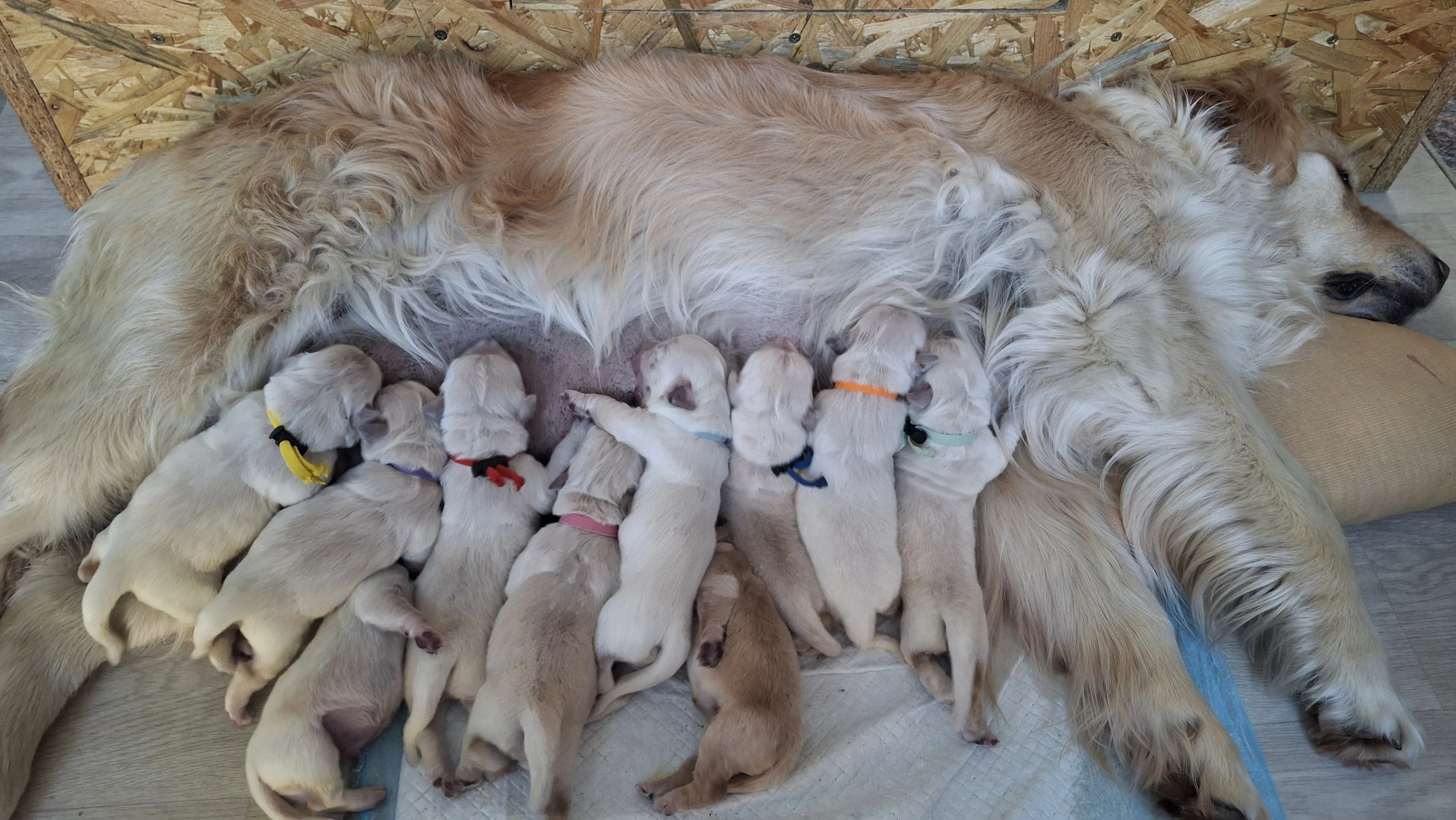 Prodám štěňata zlatého retrívra s PP