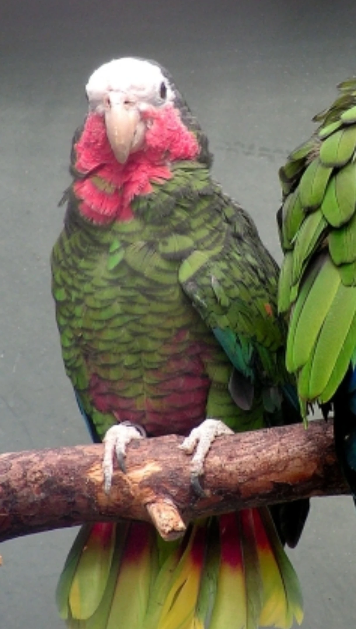 1.1 Amazona leucocephala