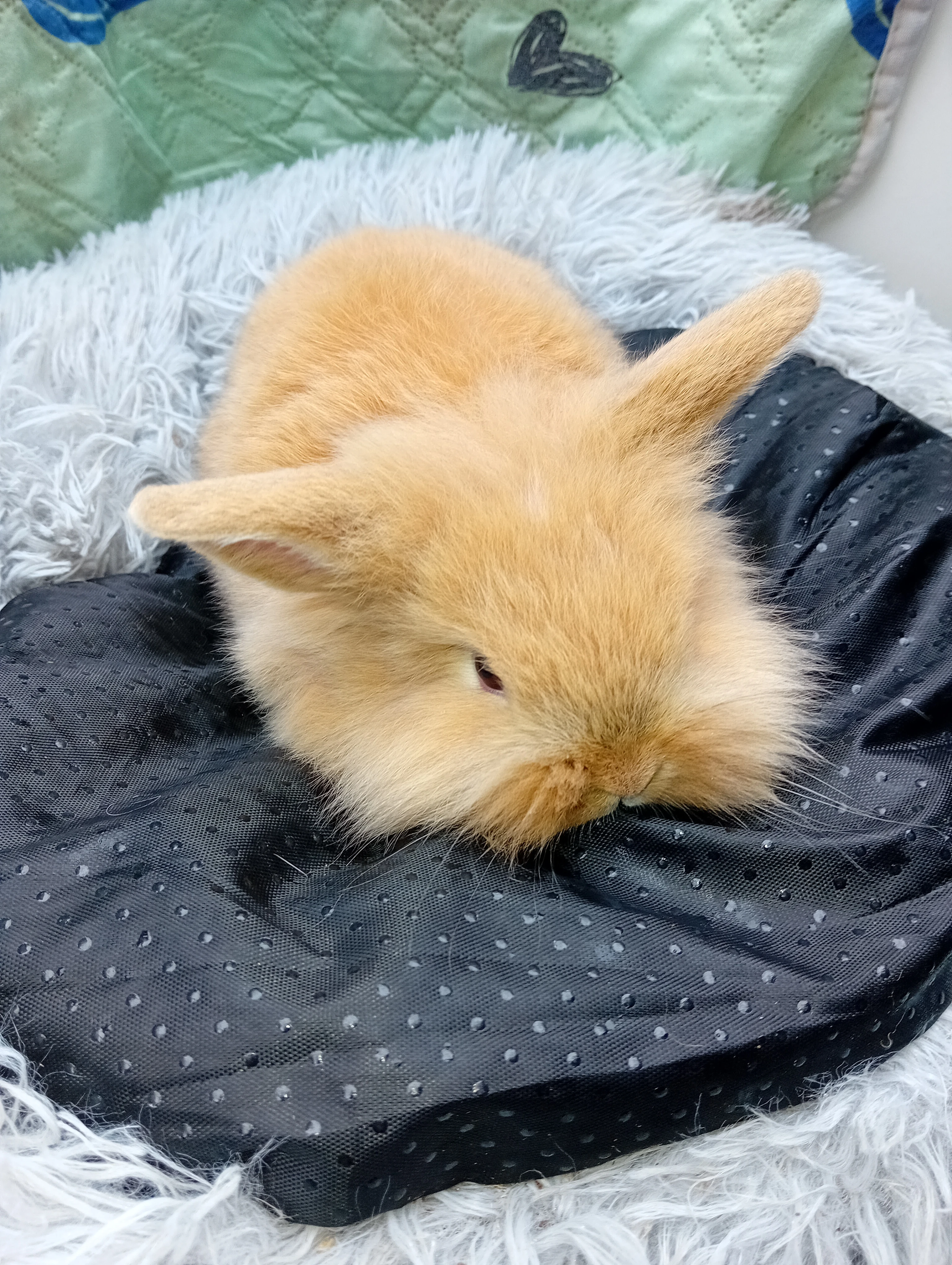 Zakrslý beránek K3