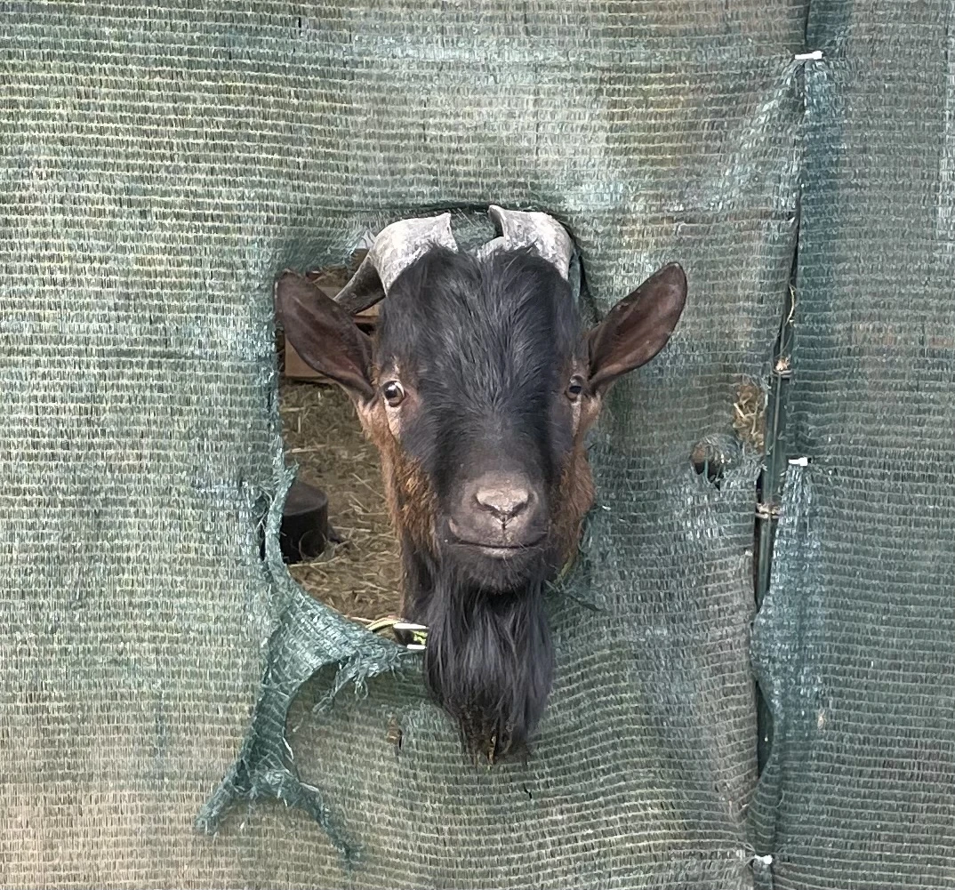 Holandská zakrslá koza 3 letá a její brácha  jejich dotační papírový taťka