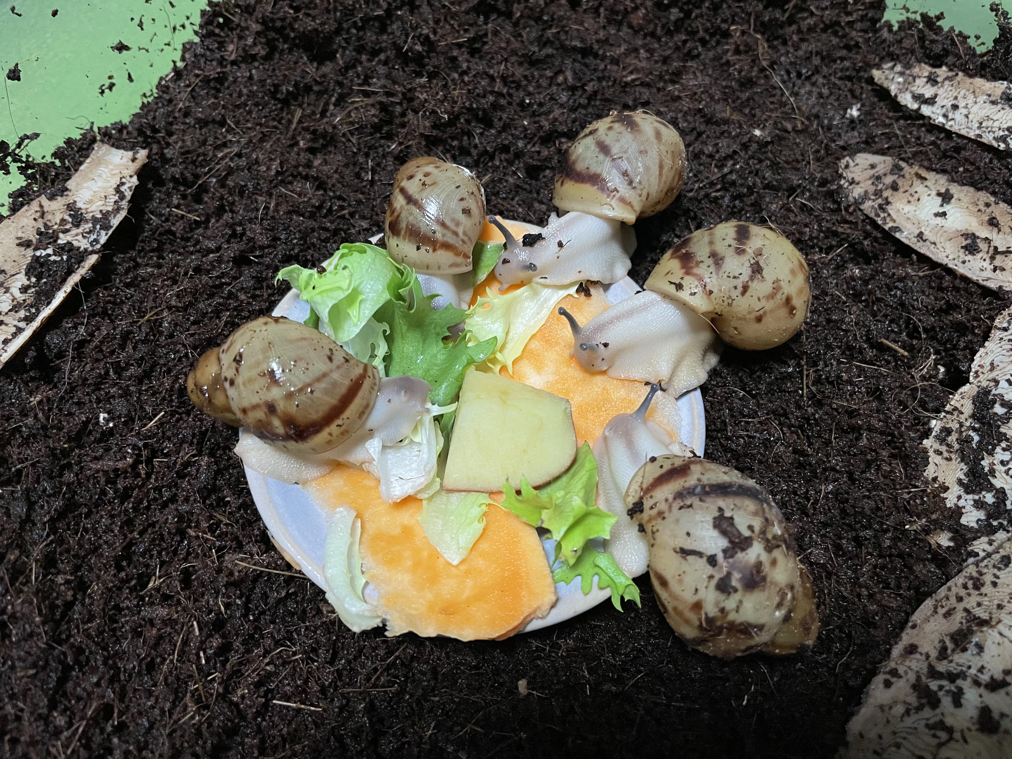 Archachatina marginata ovum Nigeria acromelanic