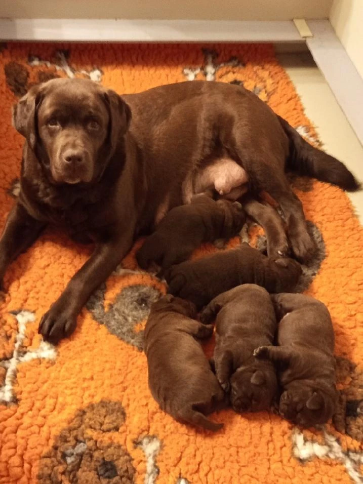 Labradorský retrívr - štěňátka