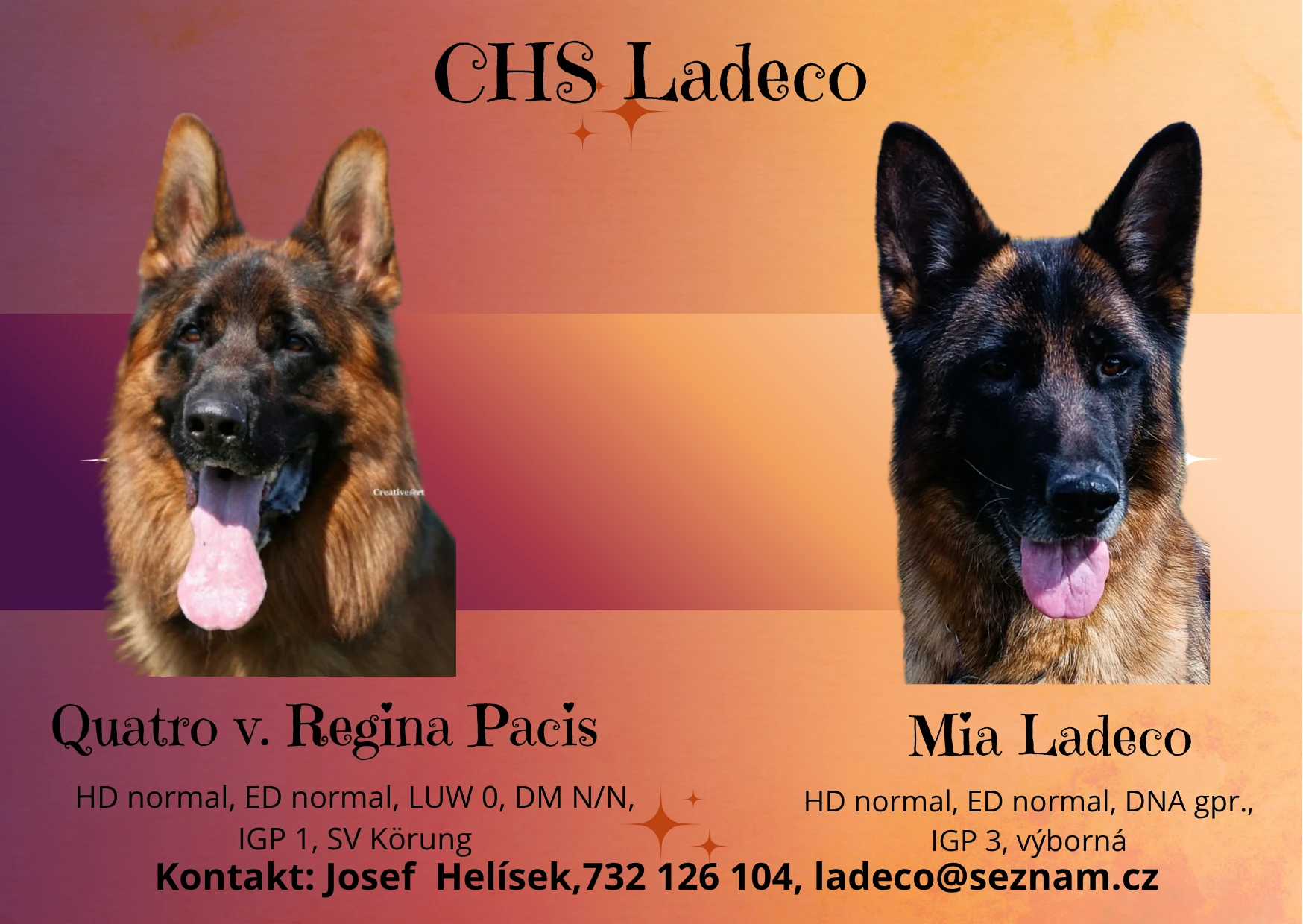 Štěňátka německého ovčáka s PP