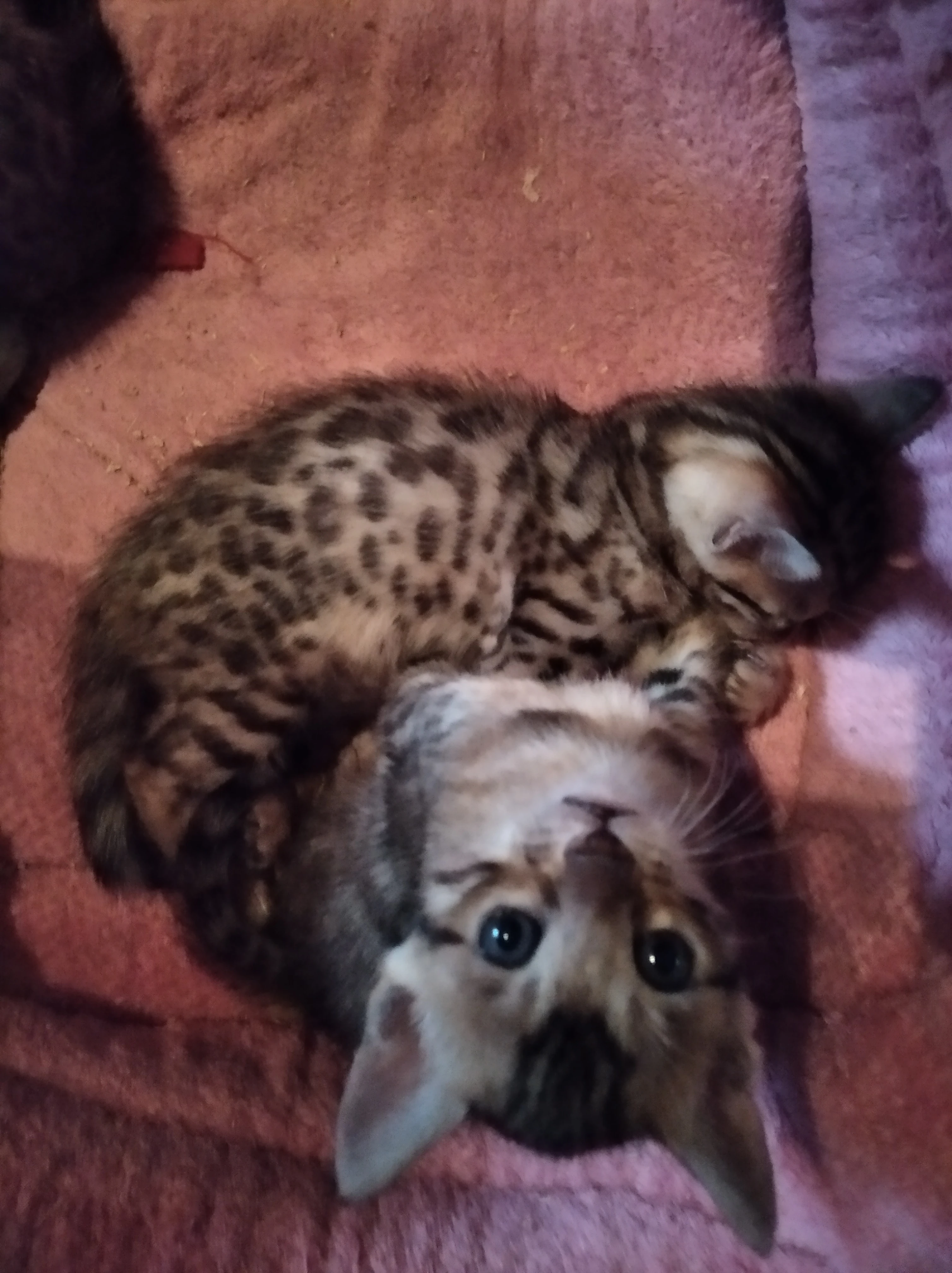 Bengálské koťátka kočička a kocourek s PP