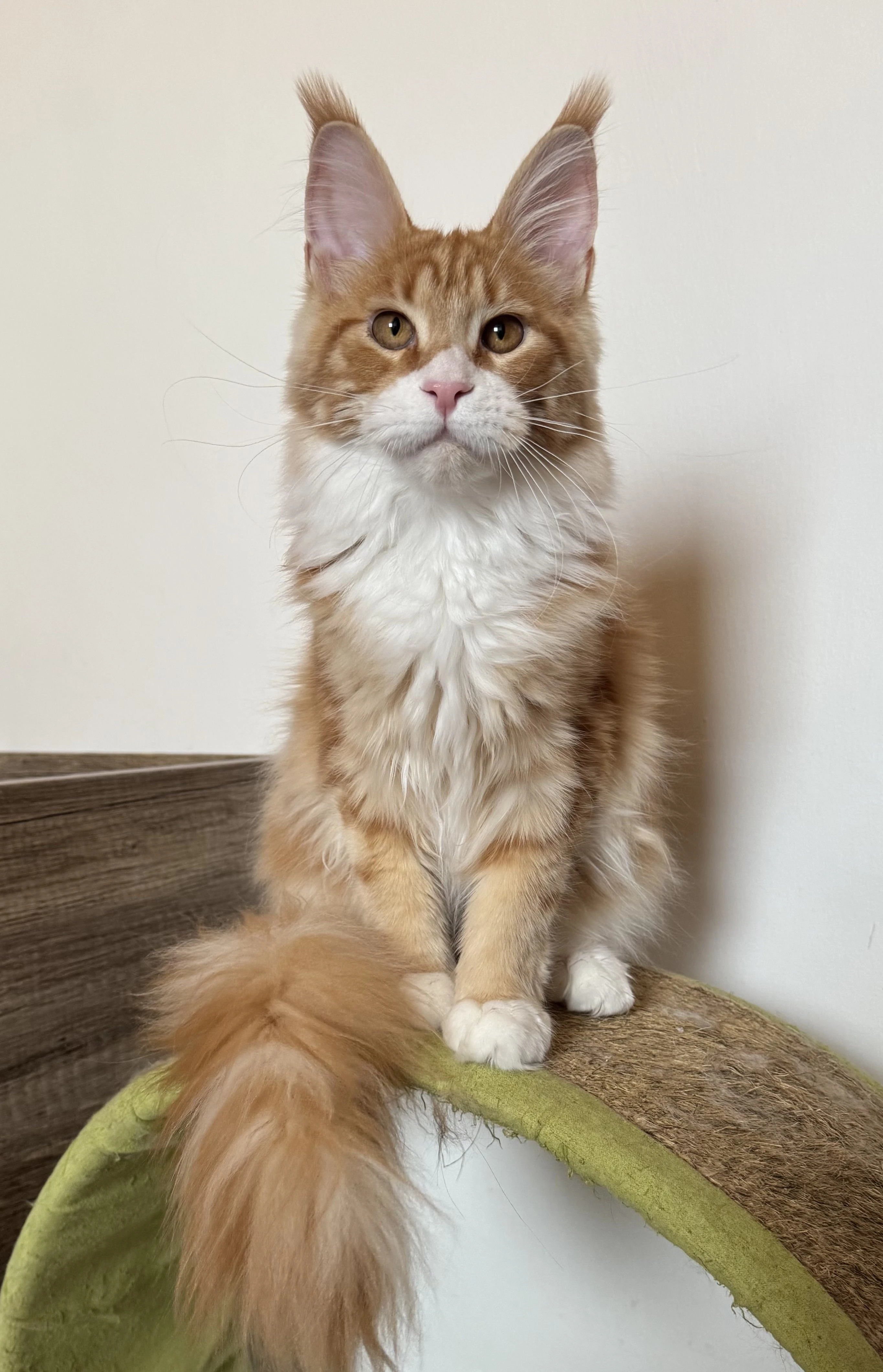 Mainska myvali kotata