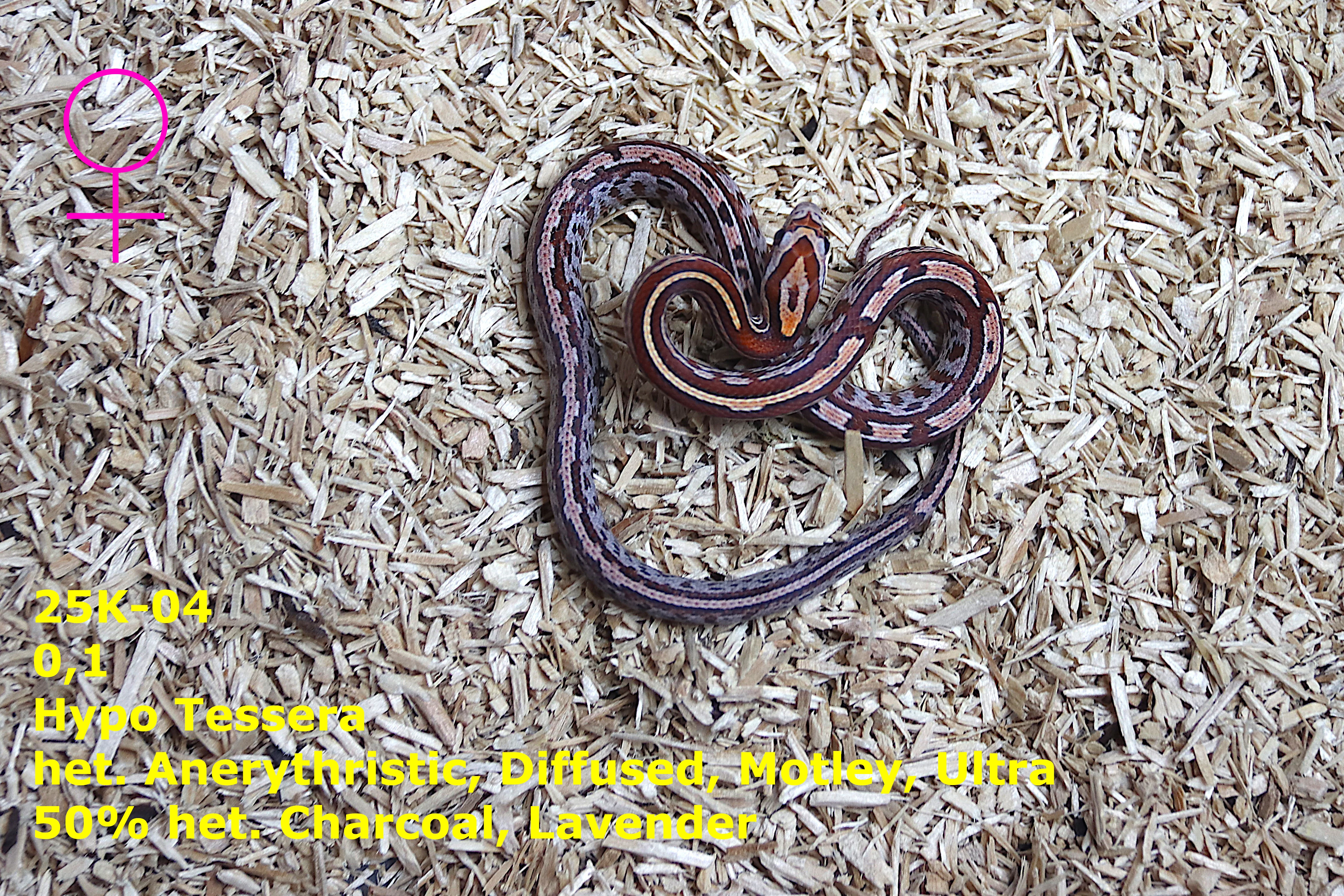 Užovka červená (P. guttatus) - Ultramel  Hypo  Diffused  het. Anery