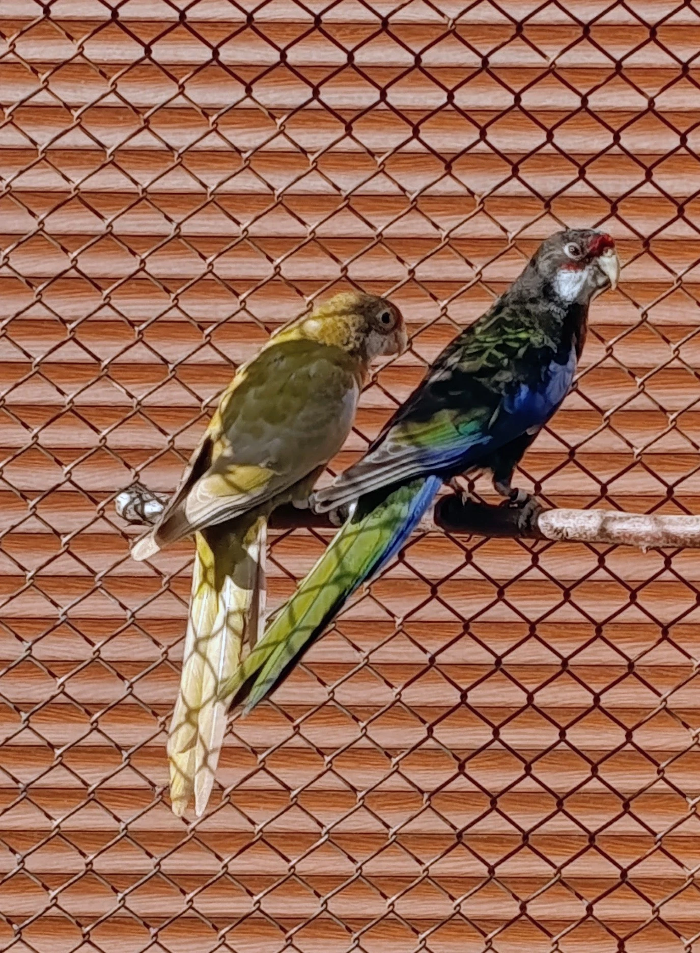 Rosela pestrá černá