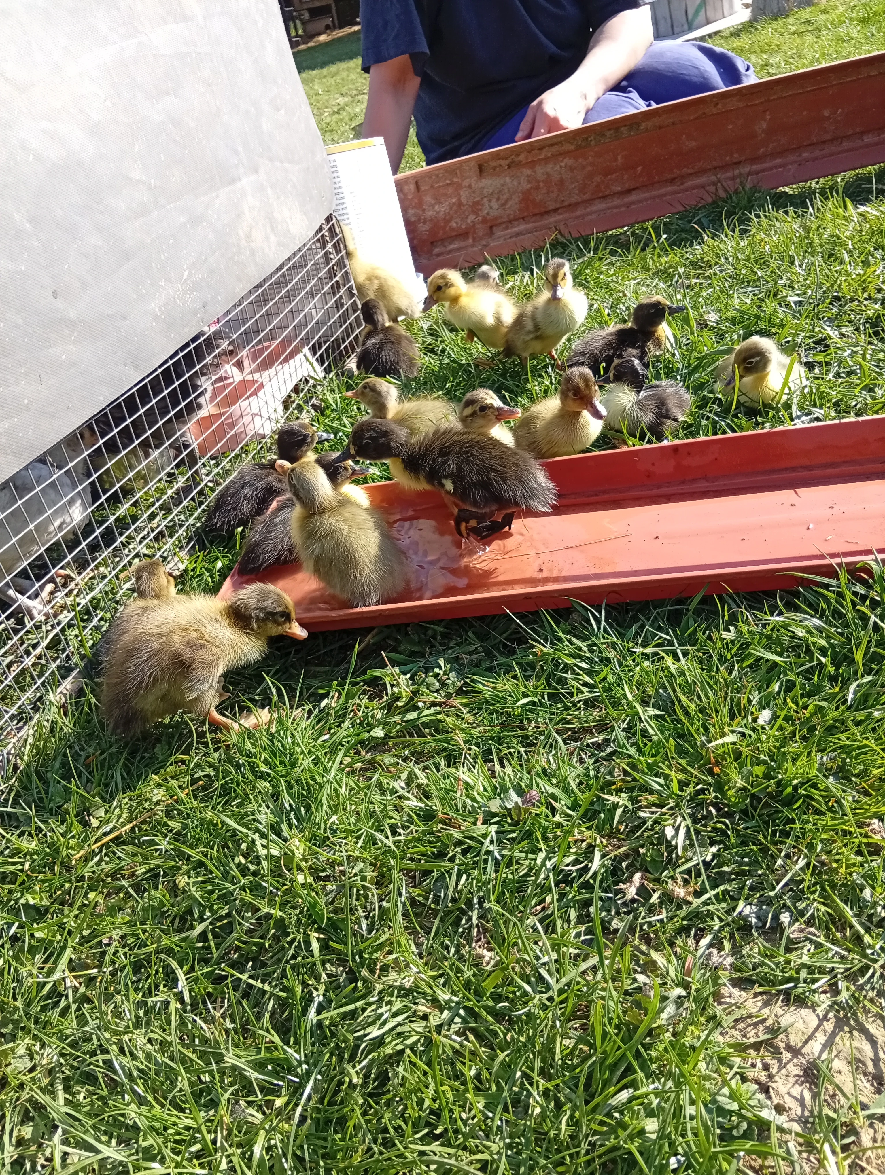 Mláďata indických běžců