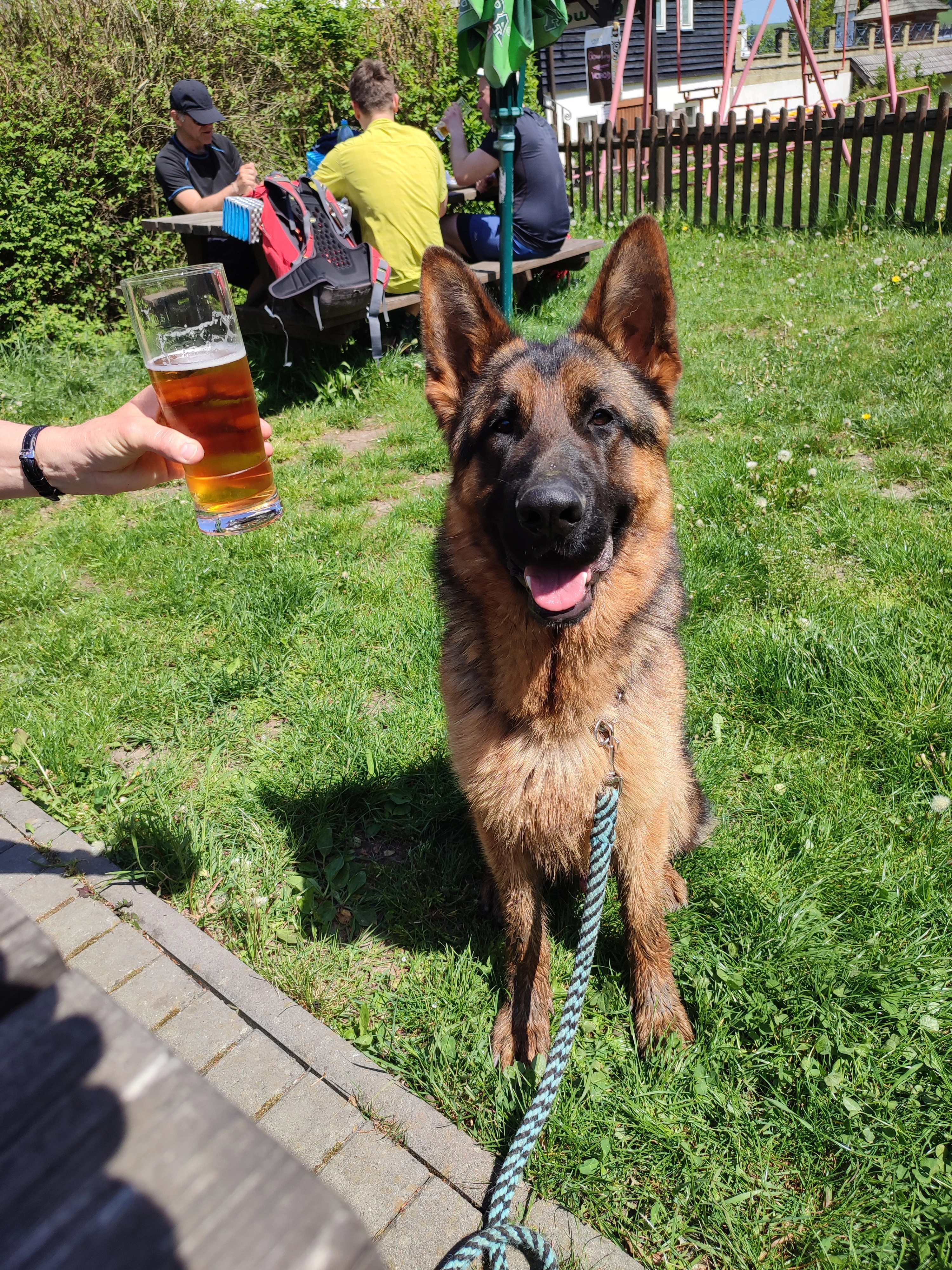 Německý ovčák ke krytí