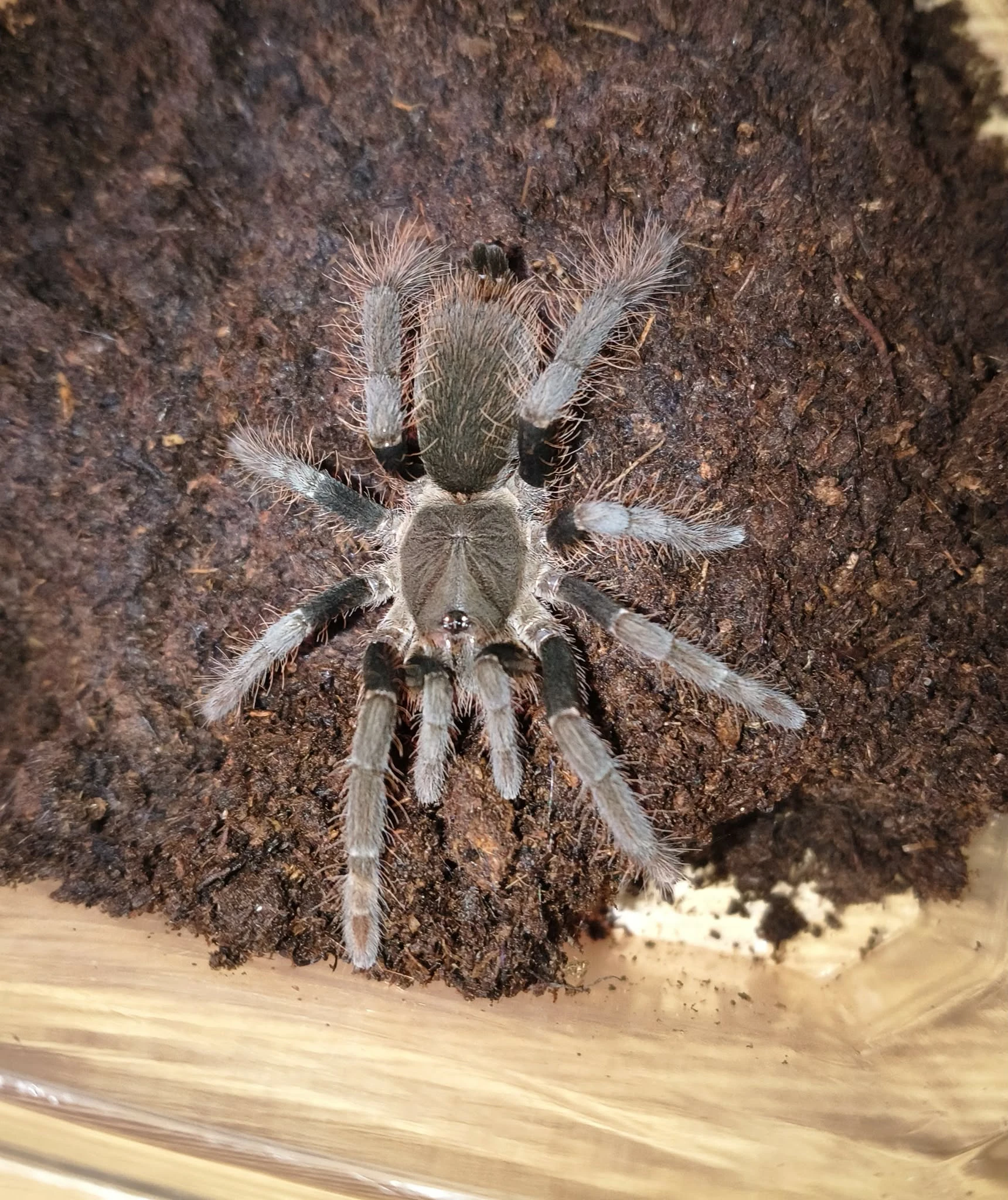 Sklípkani - samci, samice, mláďata