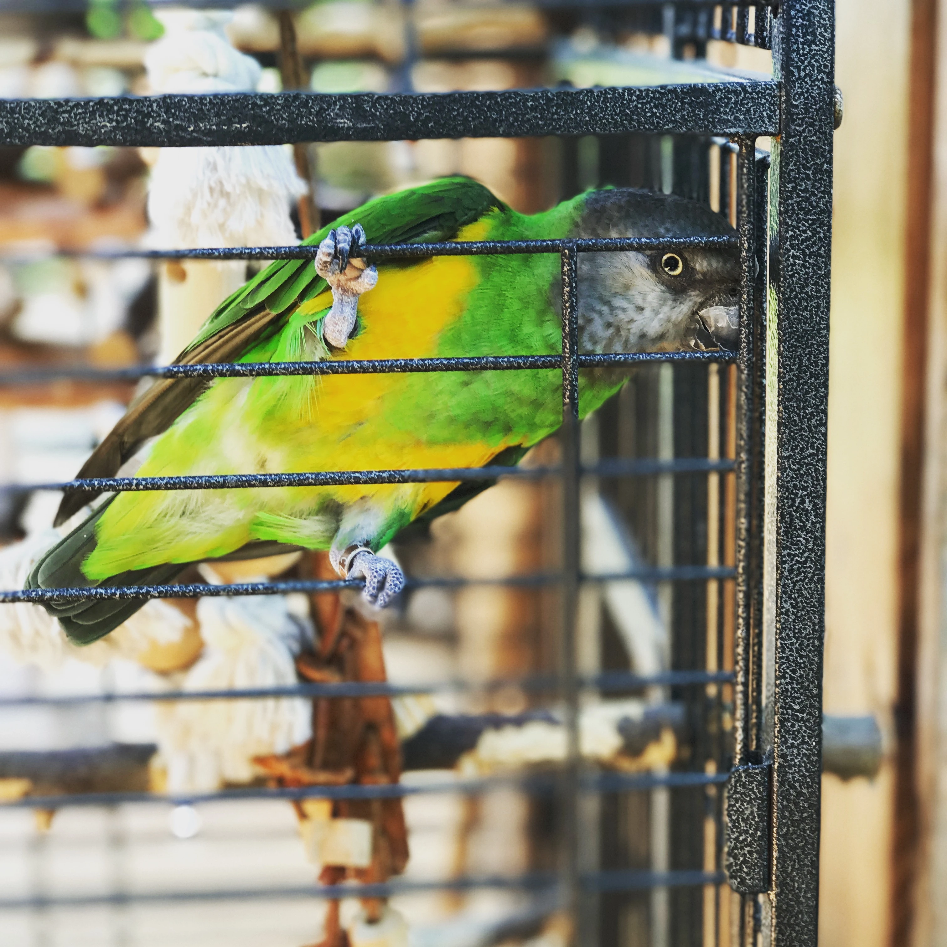 Daruji Papouška senegalského