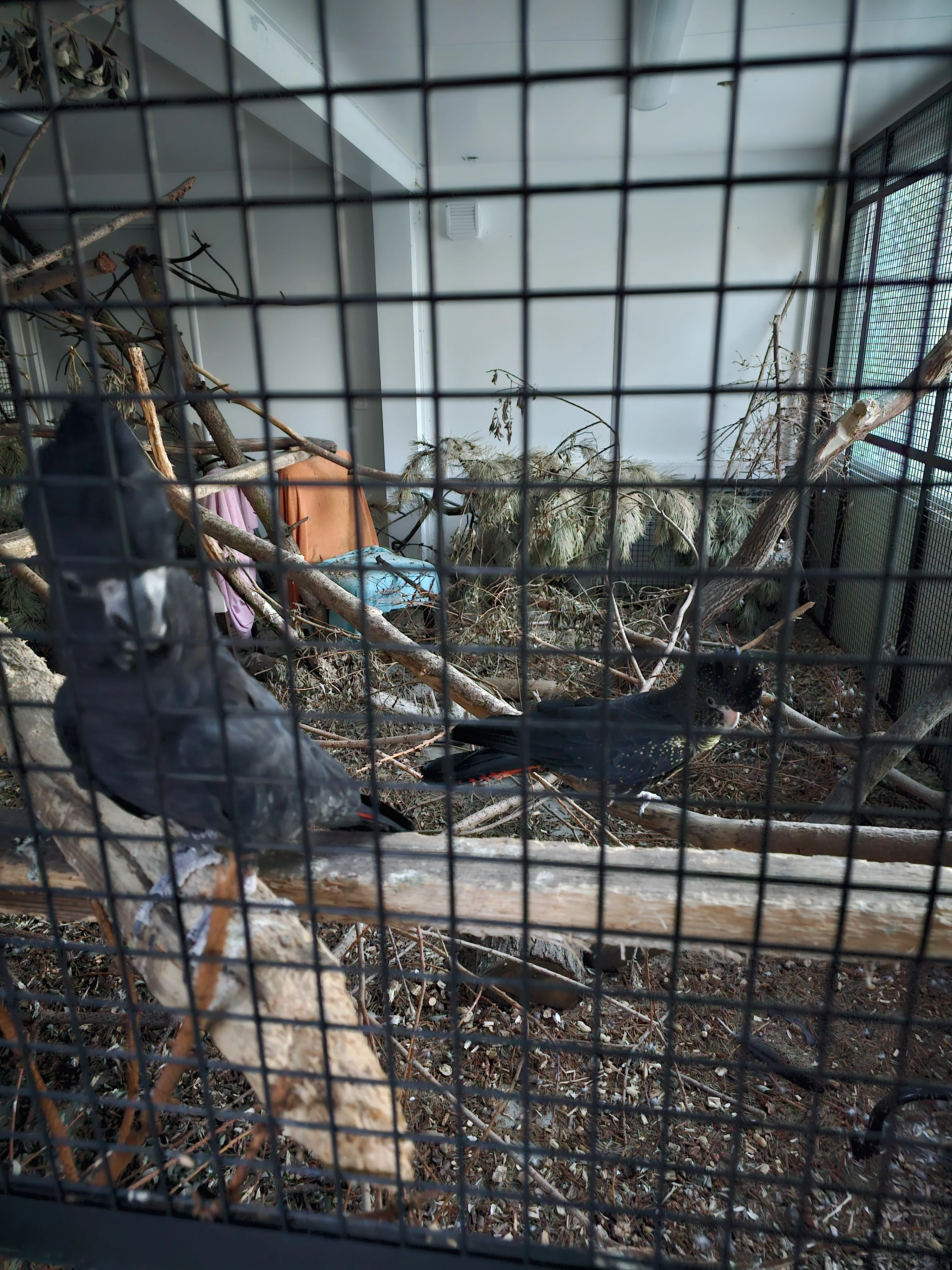 Kakadu Havraní Banksi - harmonizující pár 8 let