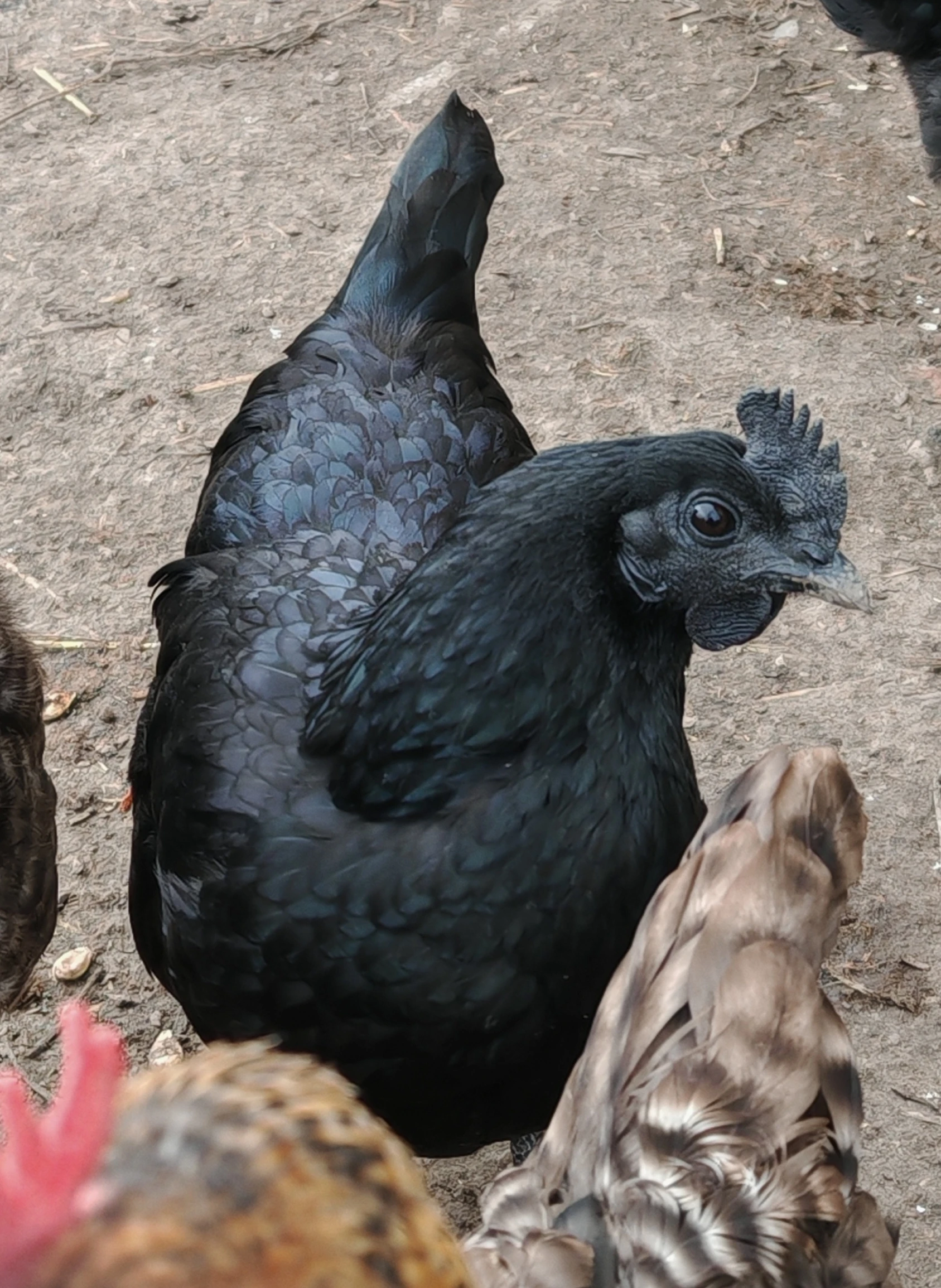 Prodám mladé slepičky Ayam Cemani 9/2025