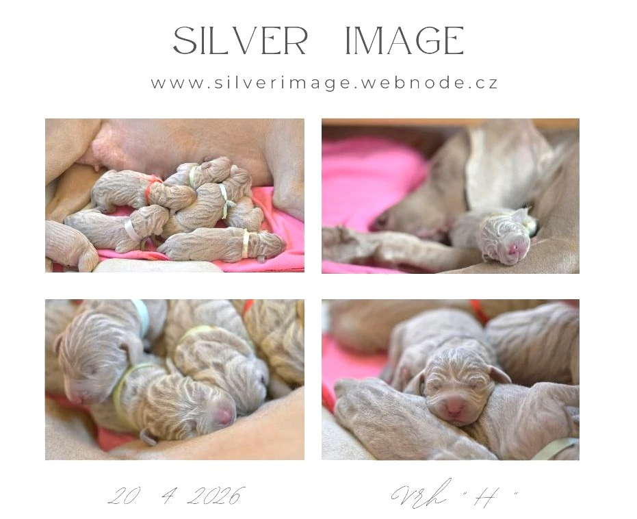 Výmarský ohař - štěně s PP