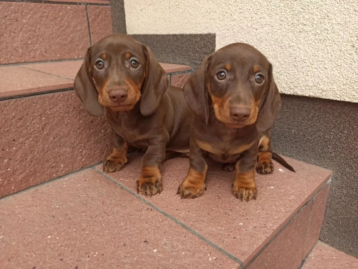 Čokoladový Jezevčík hladkosrstý trpasličí